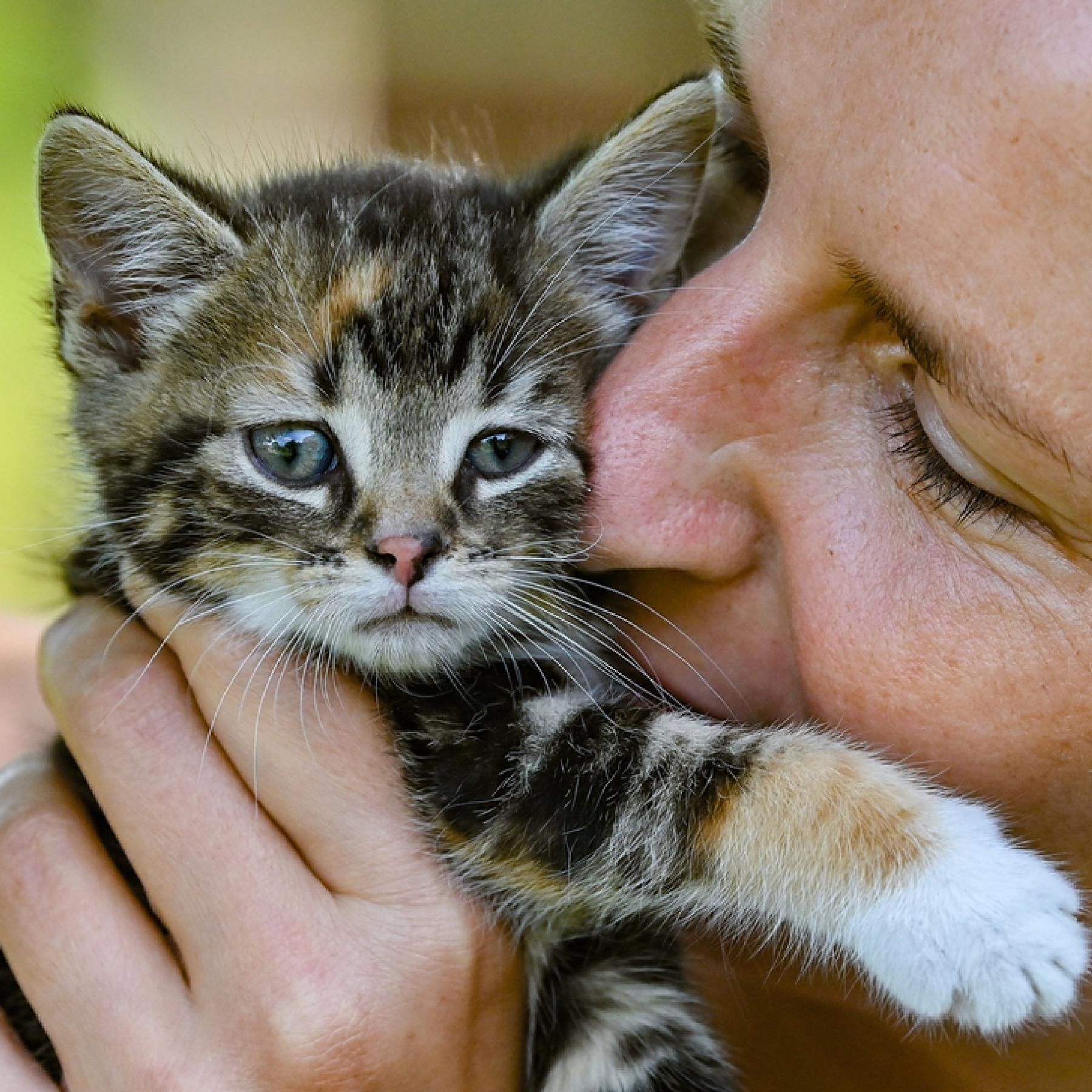 Allergenfreie Katzen, Risikofaktor Diabetesmedikament, Saharastaub