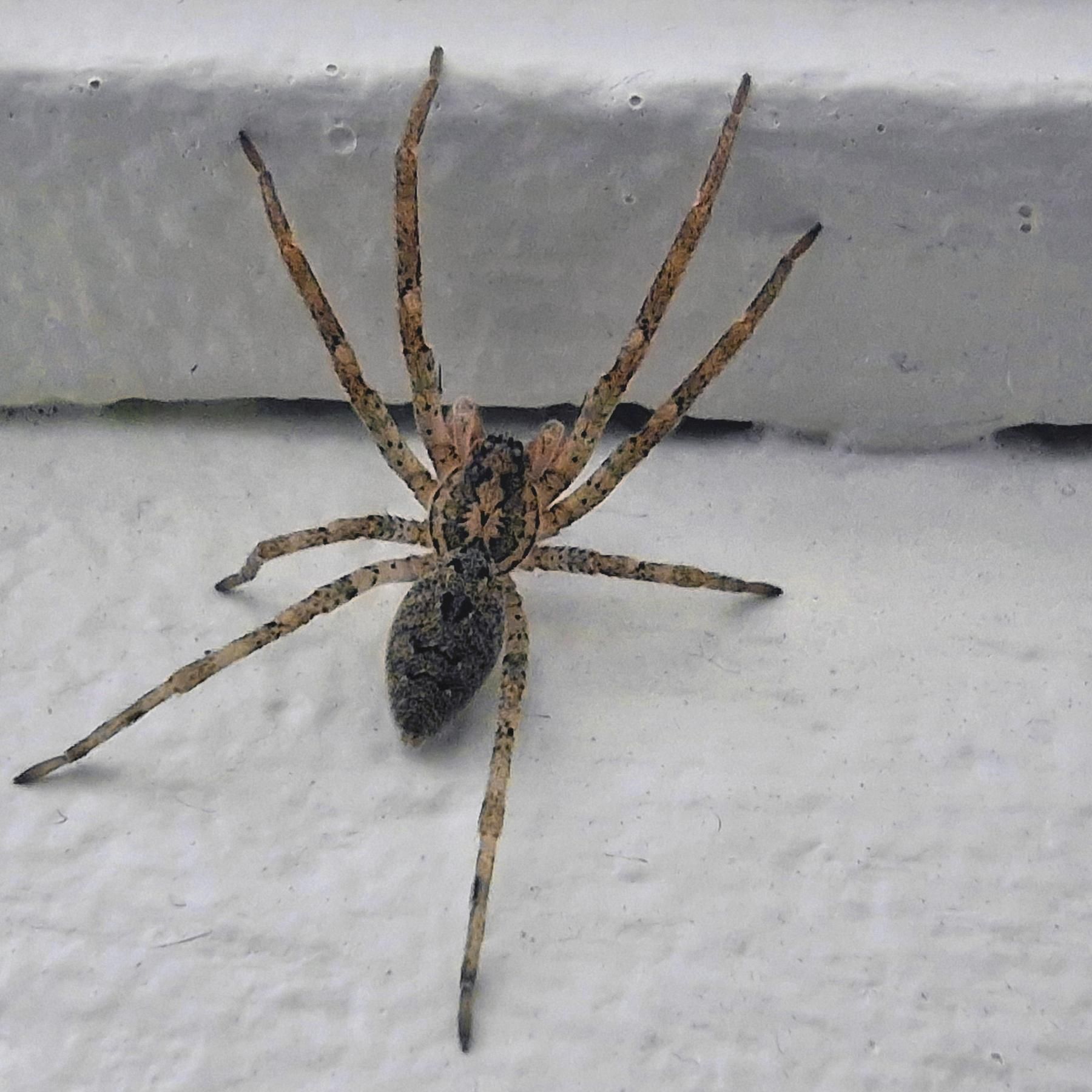 #09 Achtung bissig: Wer findet die Nosferatu-Spinne? | Wer spricht am Esstisch, wer schweigt? | Fische sind im Schwarm leiser