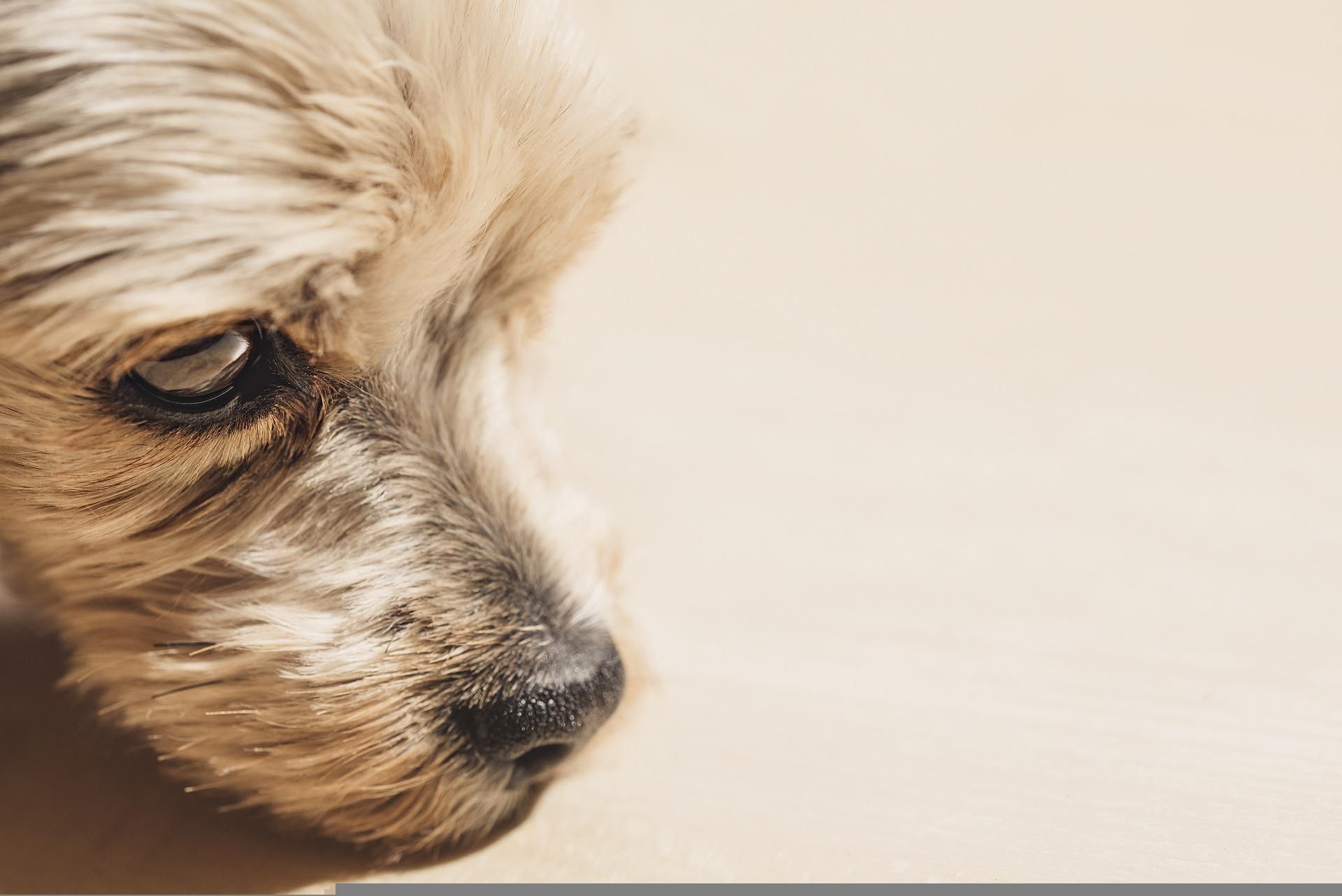 Hunde aus dem Ausland