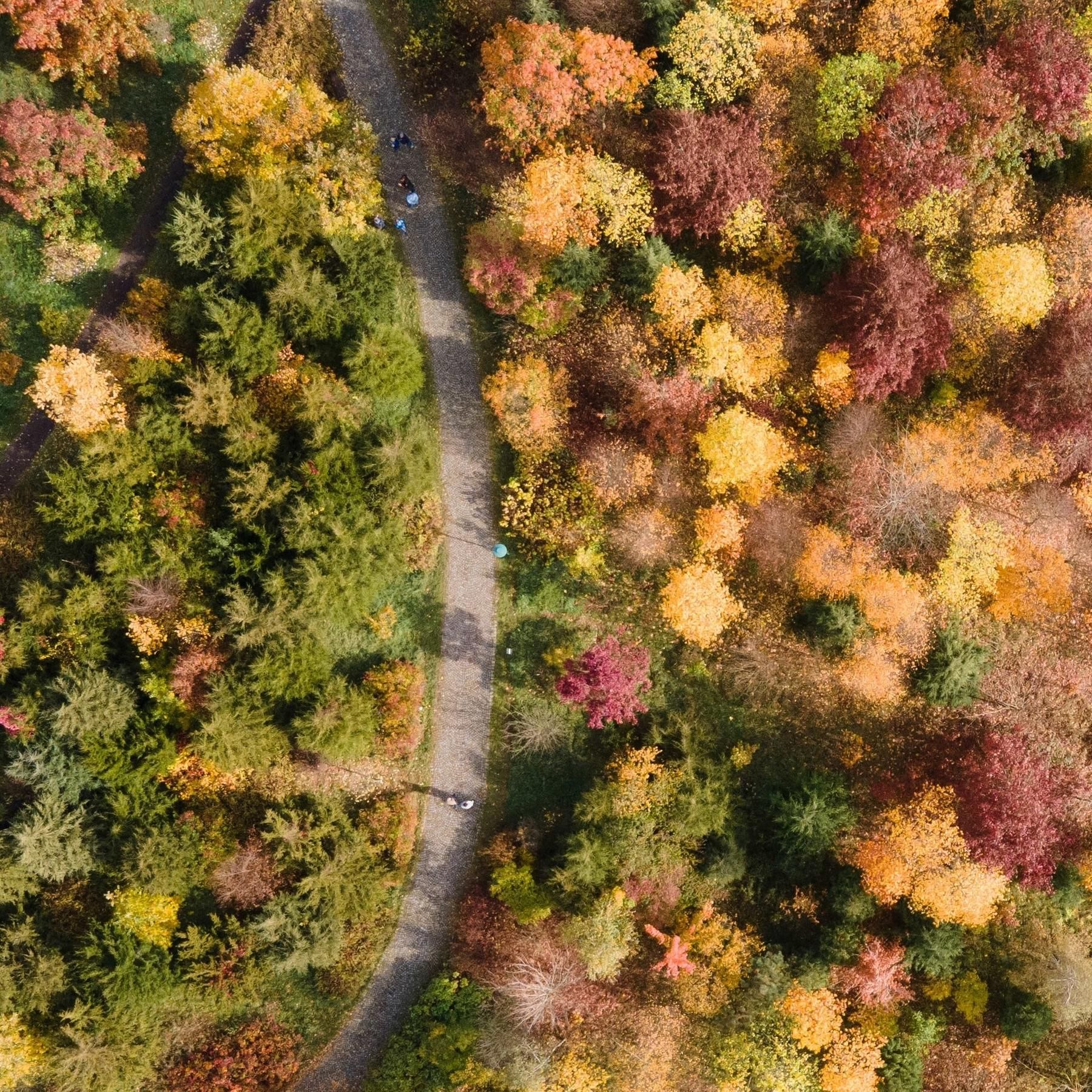 Bundeswaldinventur: Der Wald steht unter Druck