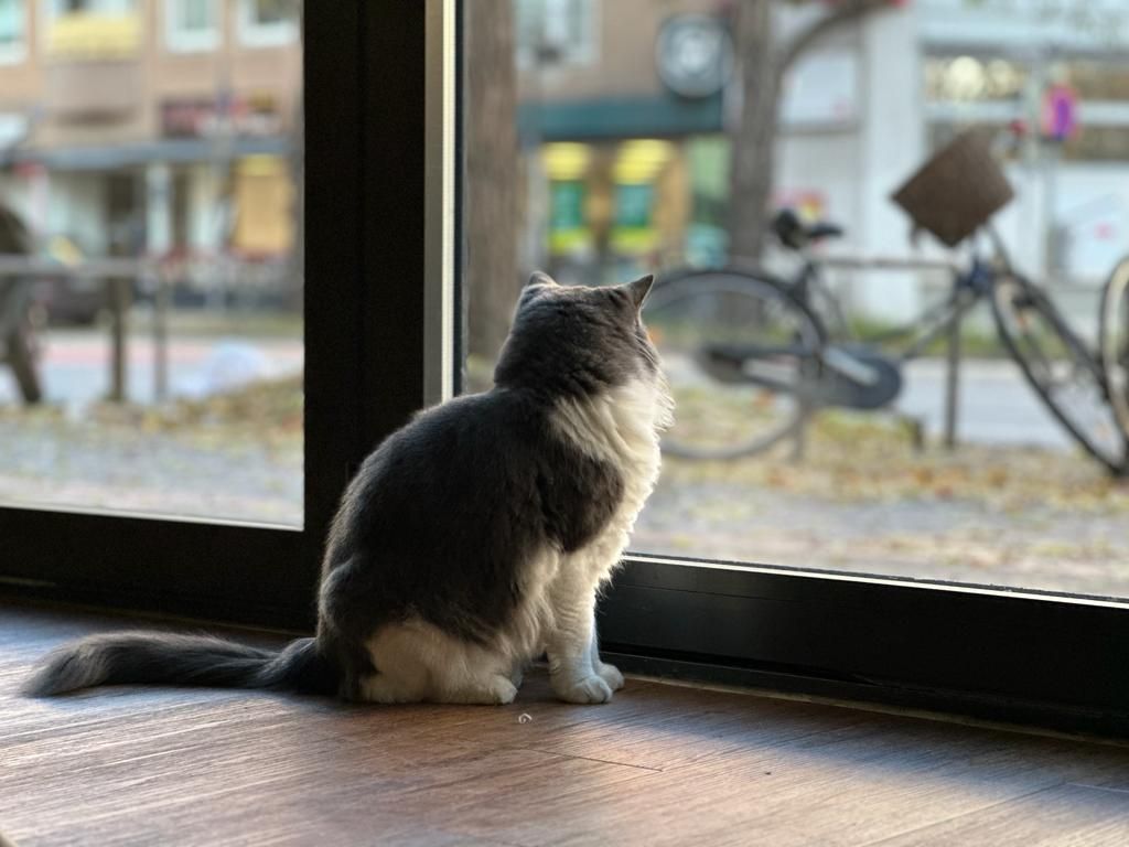 Katzentempel Hannover