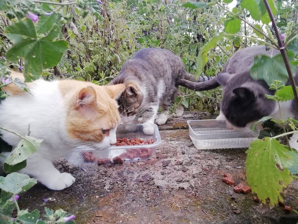 Tierschutz auf Mallorca