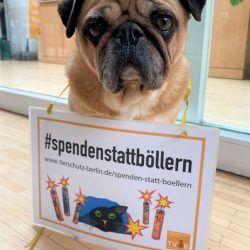 Tierschutzverein für Berlin startete seine Winterkampagne Spenden statt Böllern