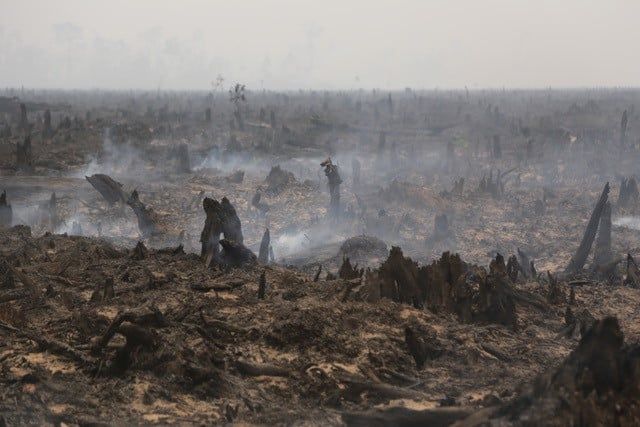 Palmöl und die Umwelt