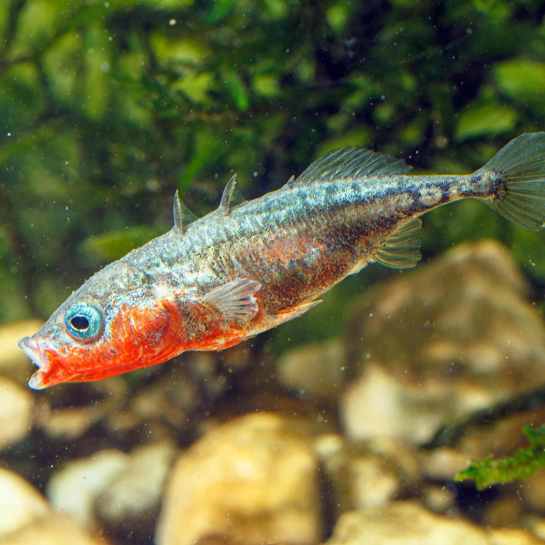 #90 Dieses Massenfischsterben wird bejubelt - Fischinventur im Bodensee - Kaum noch invasive Stichlinge