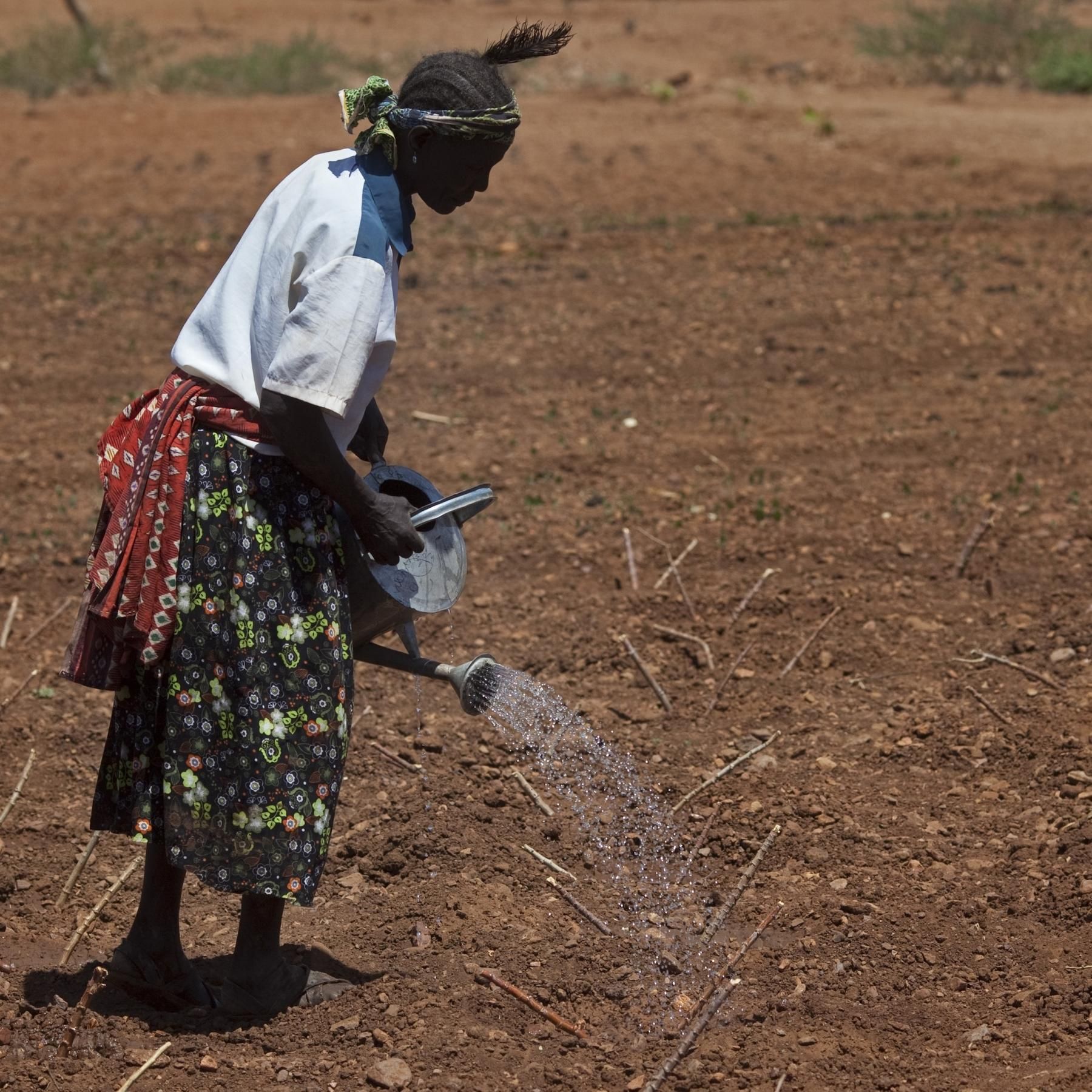 Abschied vom Verbrennungsmotor, Hungerkrise in Afrika, Weizen als Waffe