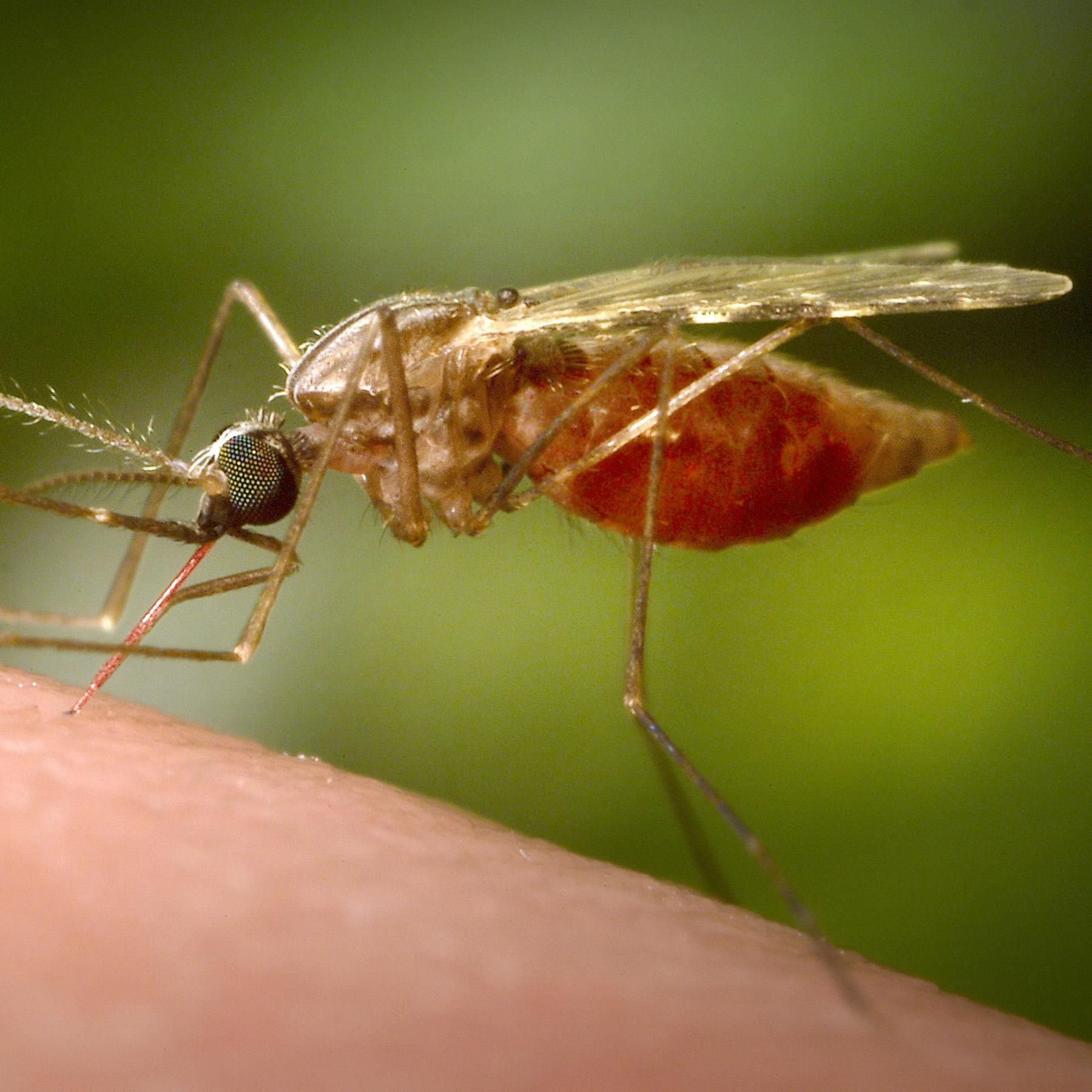 Kampf der Malaria, Alpine Solaranlagen, Abnehmen durch Bewegung
