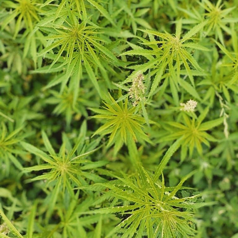 CBD-Cocktails für den natürlichen Frische-Boost