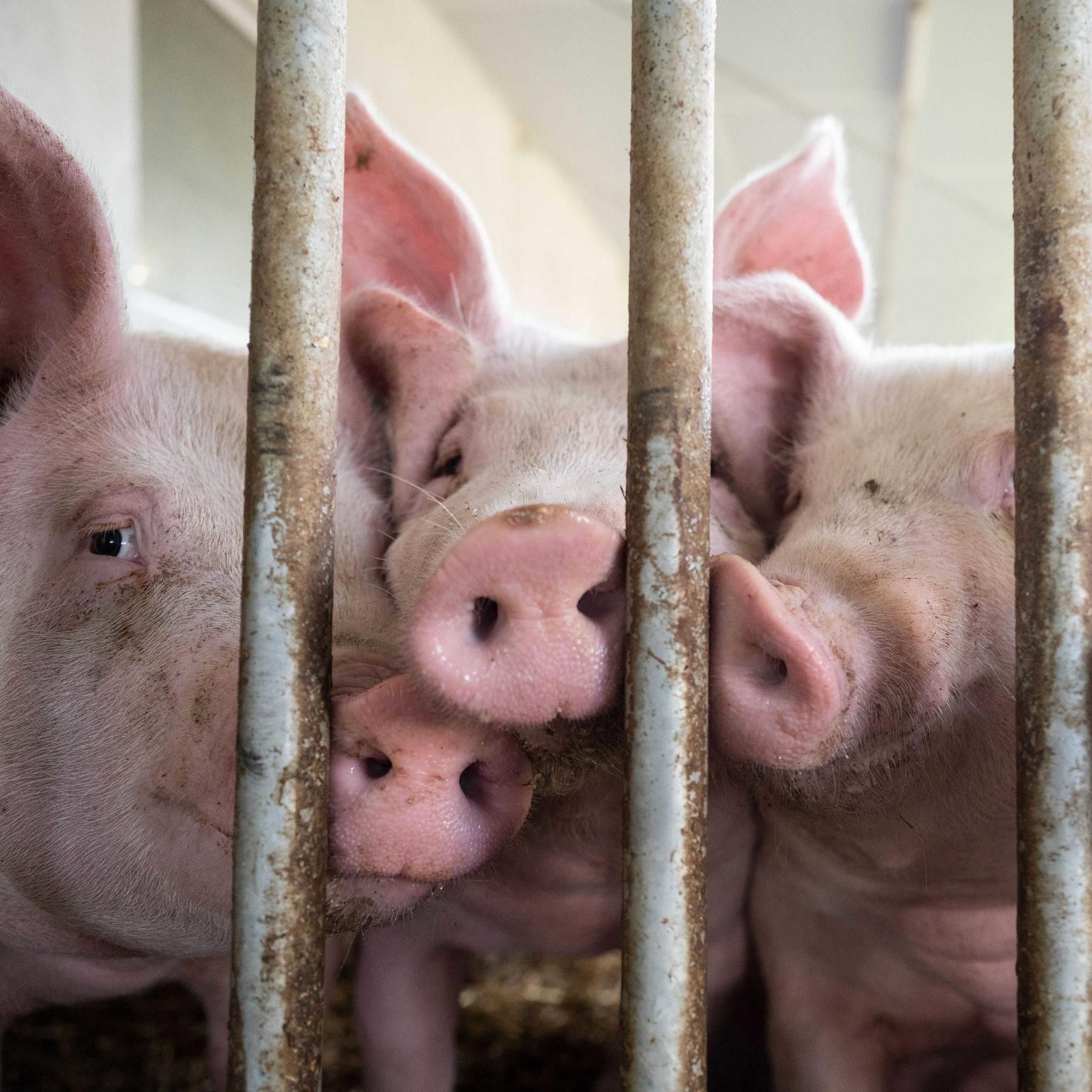 Mehr Tierwohl? Agrarminister streiten über Abgase, Fleischkennzeichnung und ums Geld