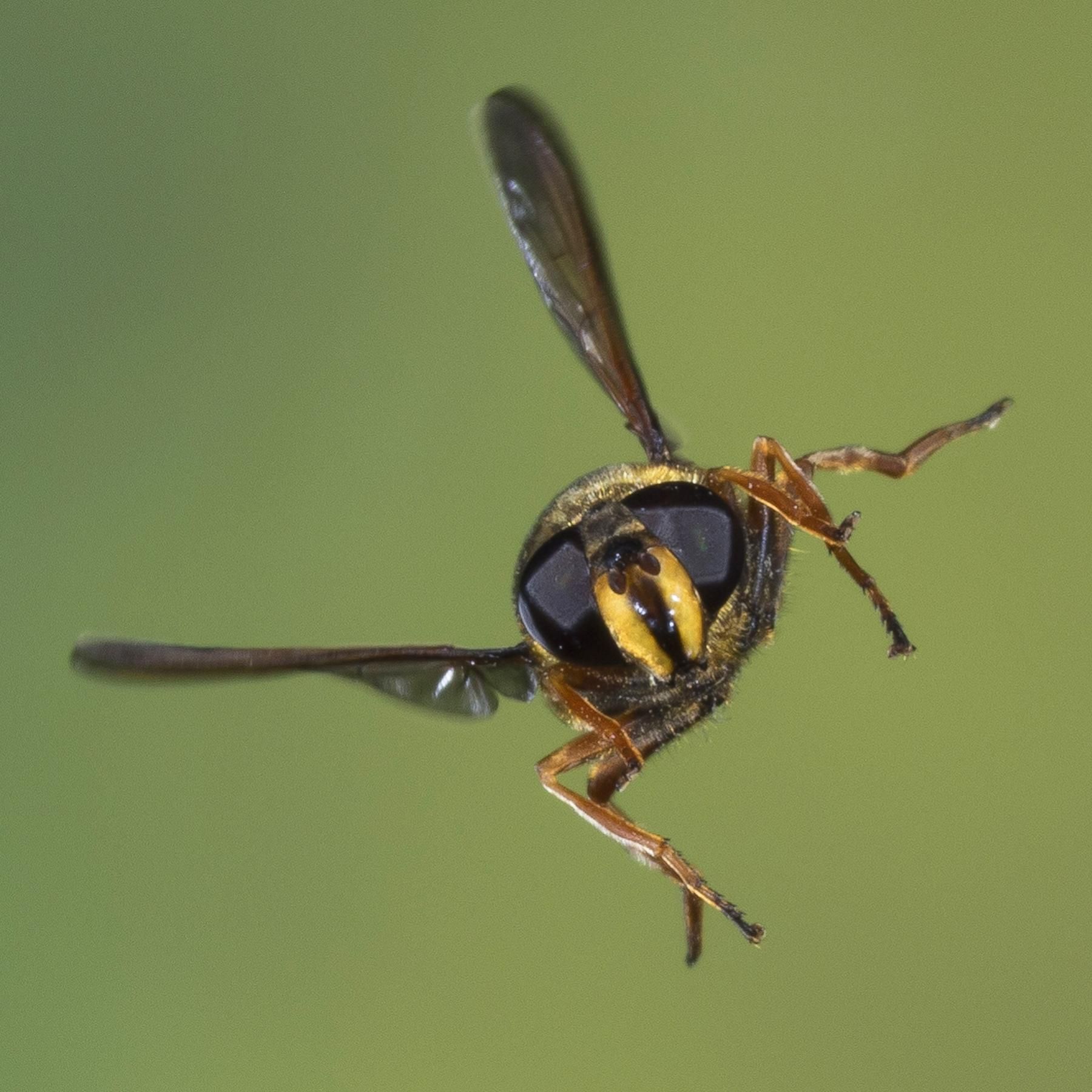 #50 Naturschauspiel: Diese Milliarden-Wanderung hat noch niemand gesehen - bis jetzt! | Schwebfliegen und Insekten wandern in Massen
