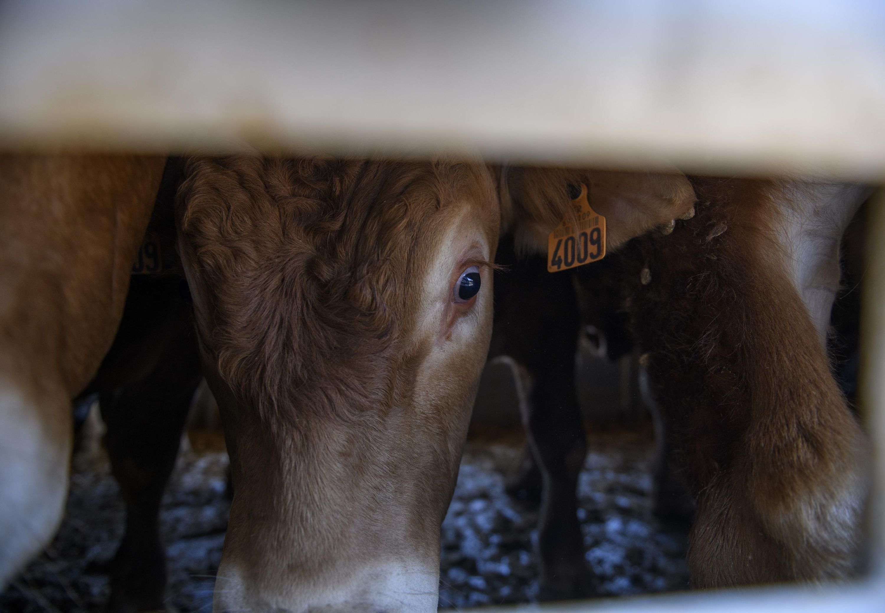 20 Jahre Staatsziel Tierschutz