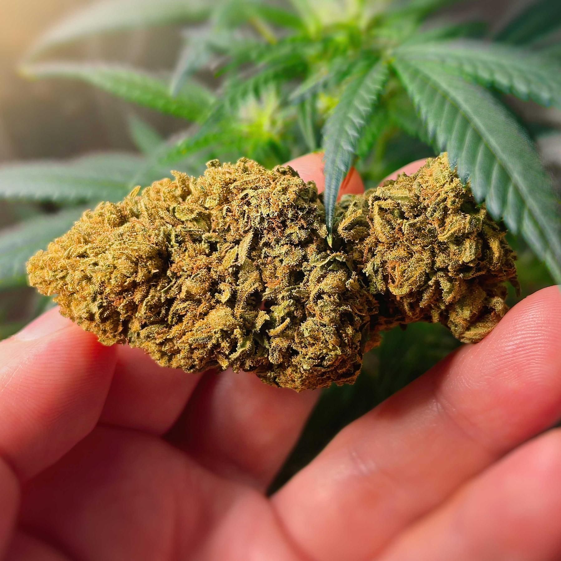 Legalisierung von Cannabis, Diagnose Autismus, Wissenschaft an Bord, Pubertät bei Tieren