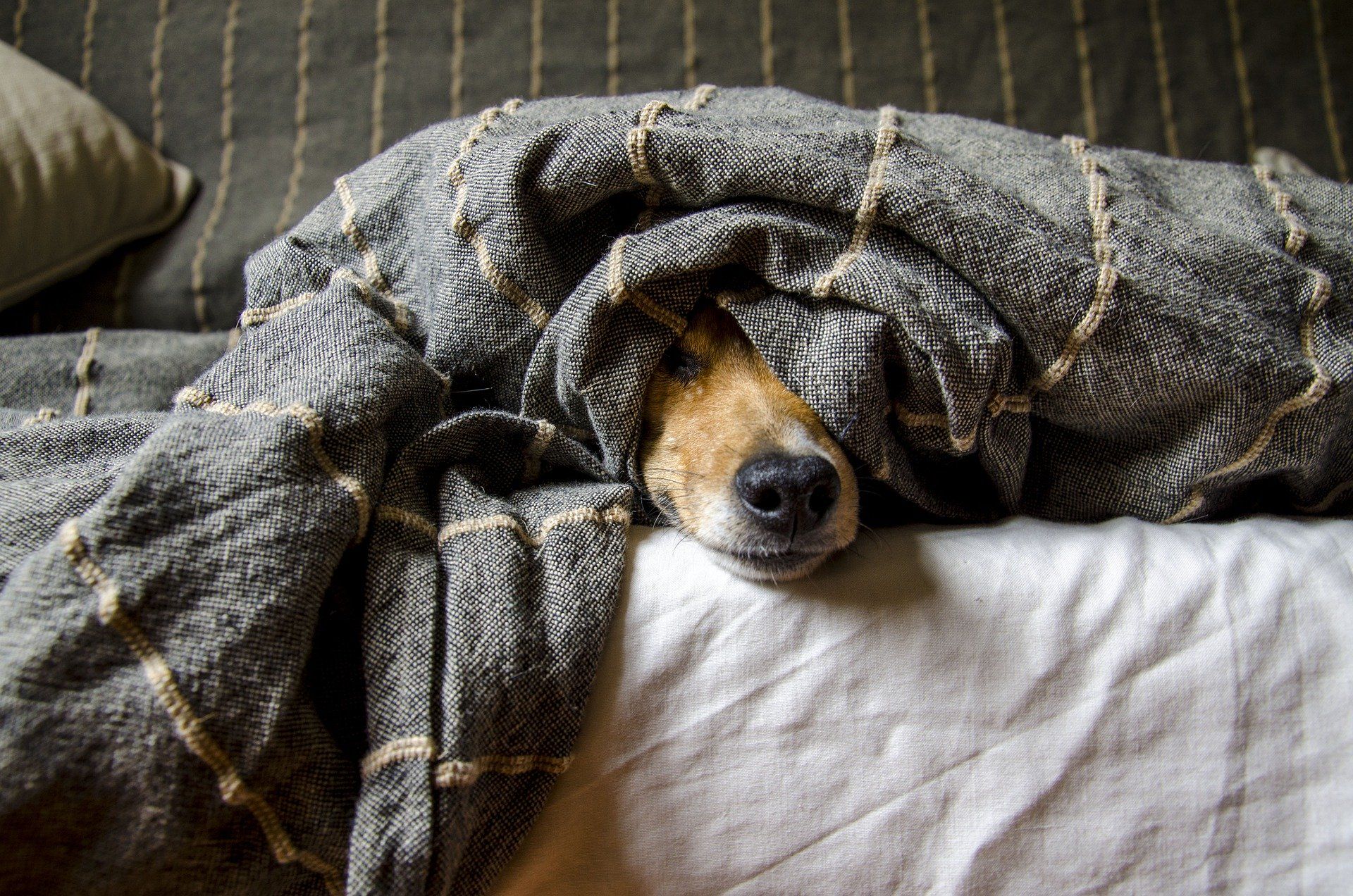Die Weisheit alter Hunde