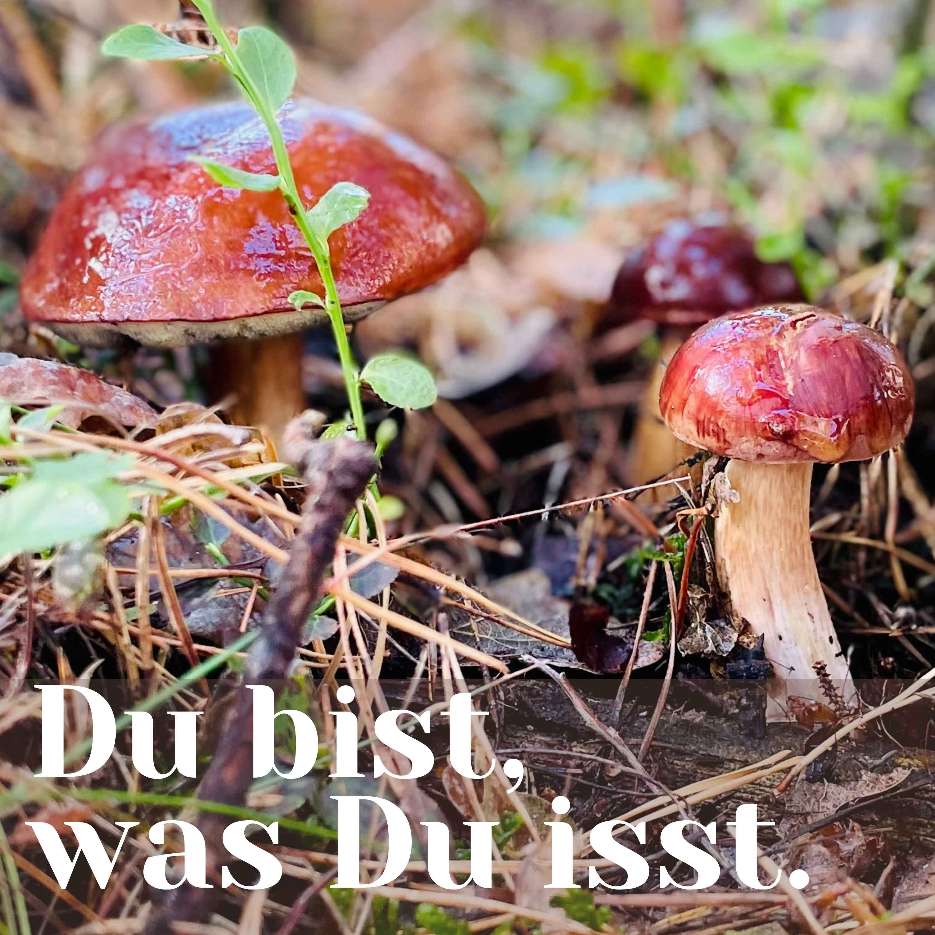 Pilze 1/2: Verstehen, erfolgreich sammeln und richtig zubereiten - Interview mit Norman Glatzer/Buschfunkistan