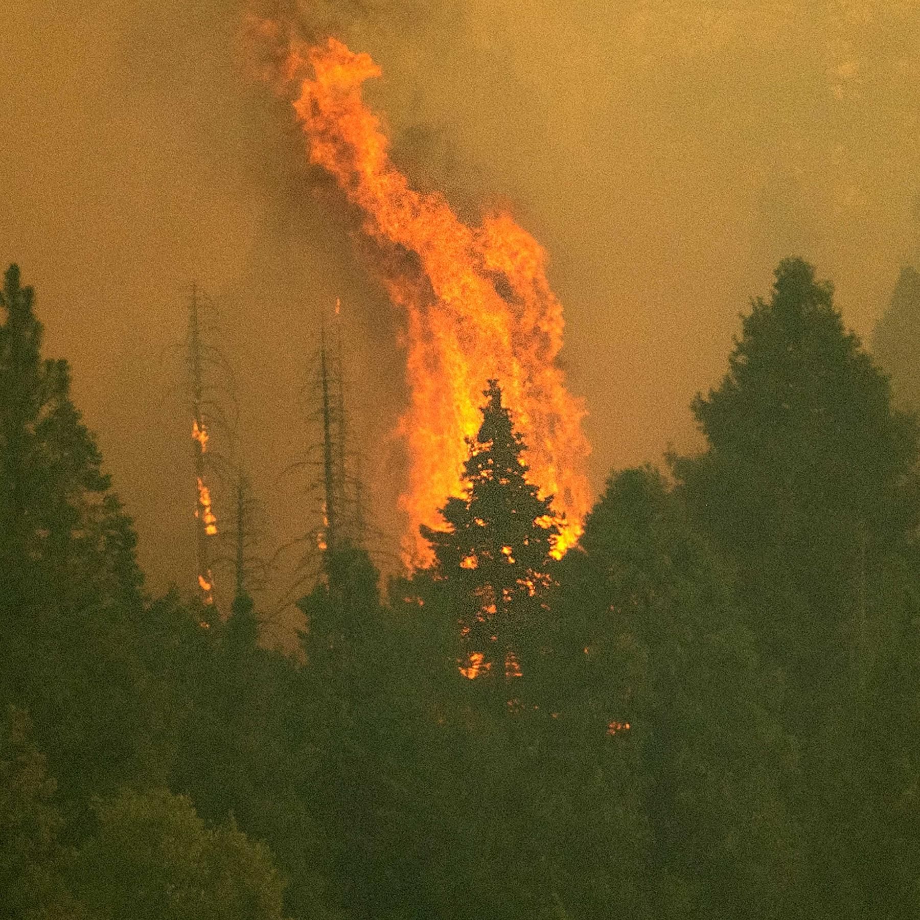 Waldschutz und Klimawandel, Laser als Blitzableiter, ADHS bei Erwachsenen