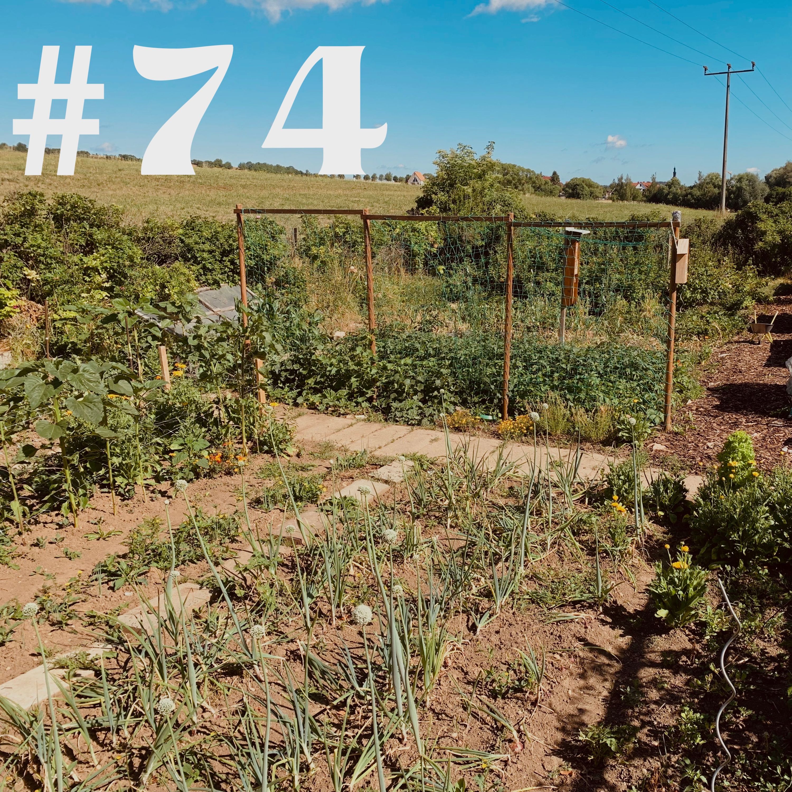 #74 - Johannisbeerwespe & Tomatendüngung