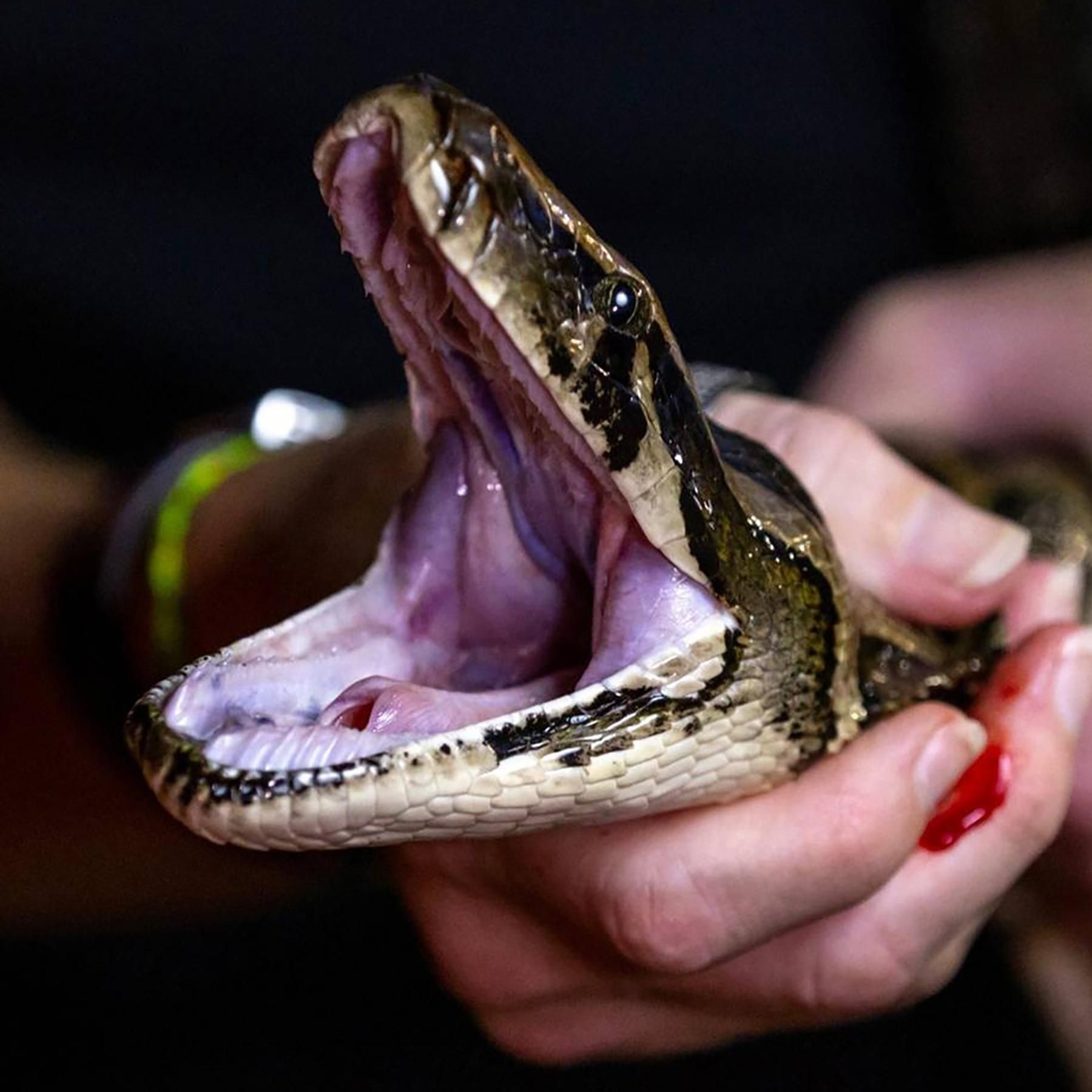 #120 Wie schaut das optimale Bierglas aus? | Tigerpythons haben noch größere Klappe als gedacht | So schädlich ist Zucker im Kleinkindalter