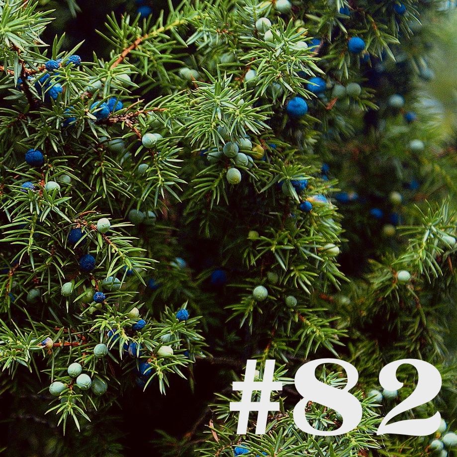 #82 - Wacholder - Gin & Gewürz