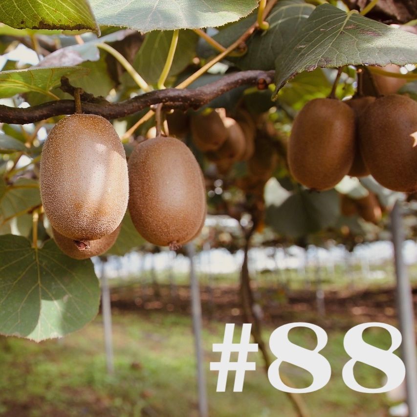 #88 - Kiwi - Anbau möglich?