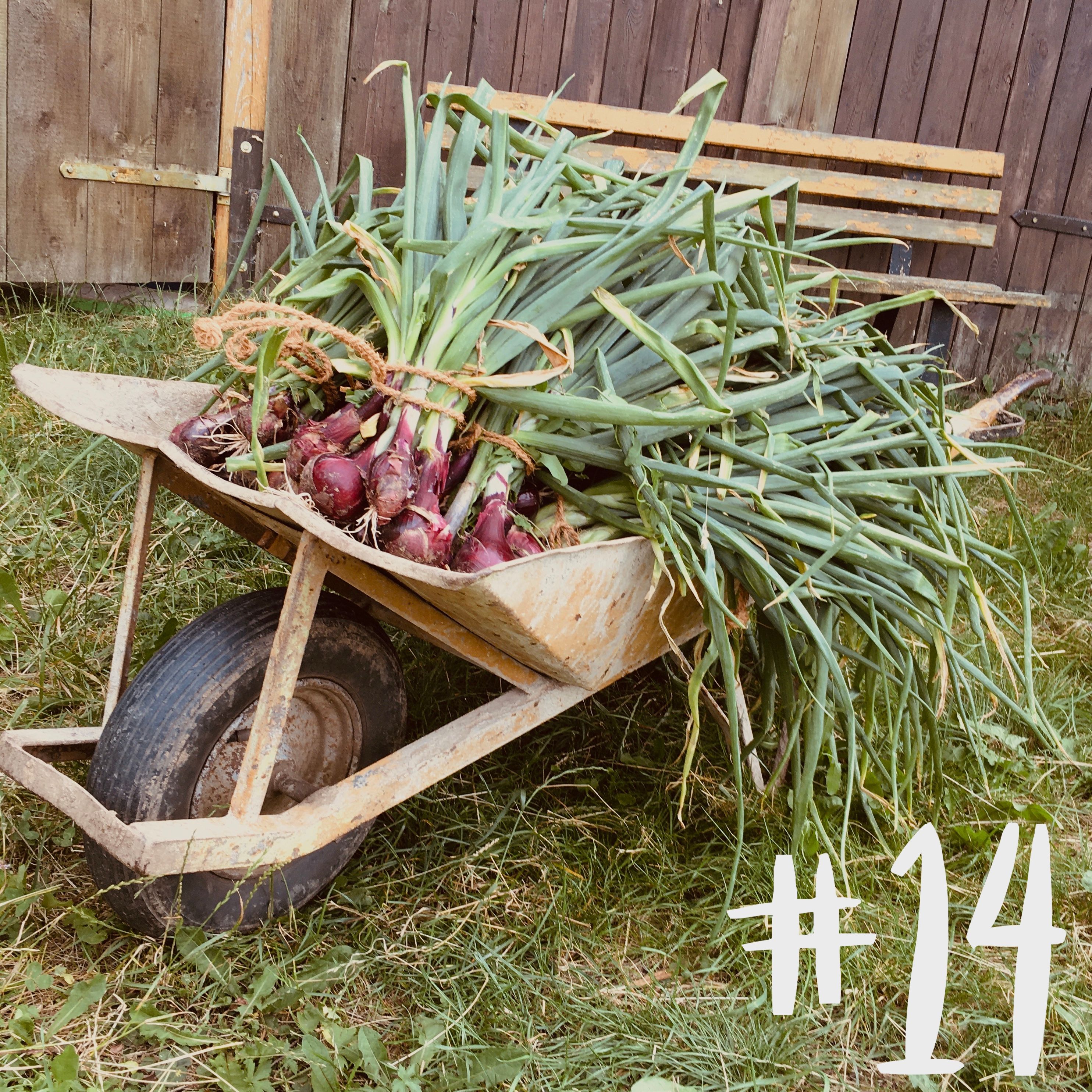 #14 - Hagebutte & Zwiebel