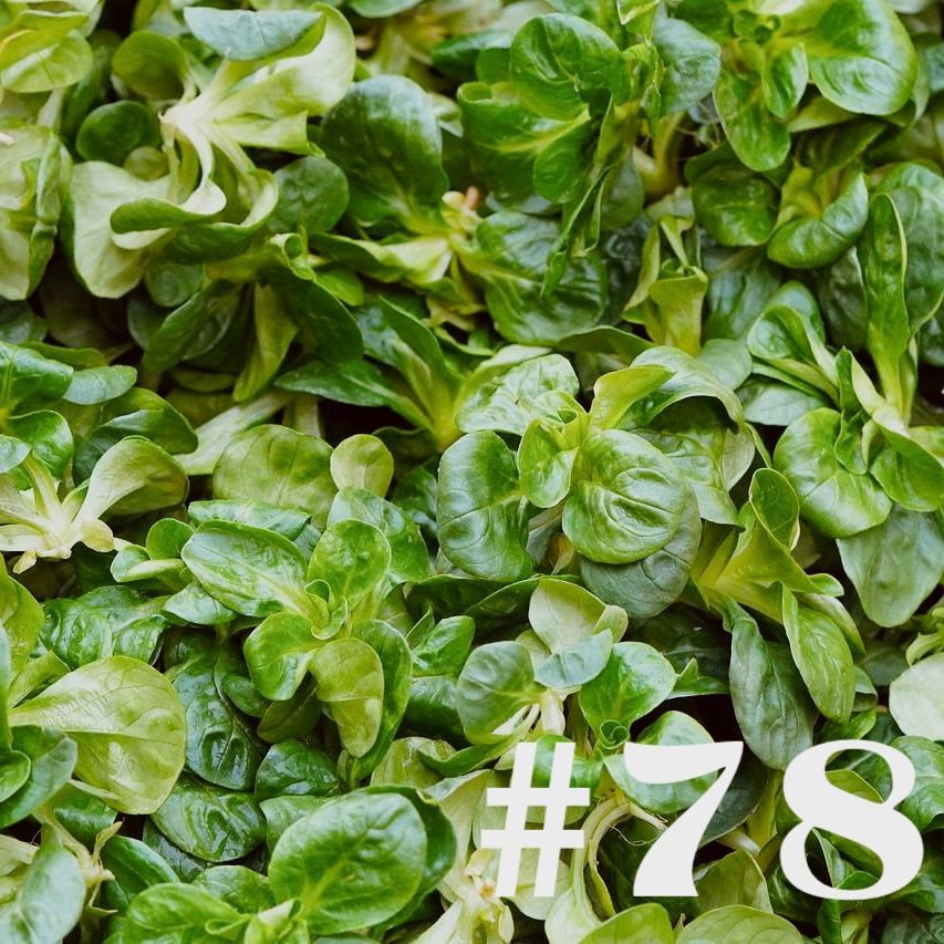 #78 - Feldsalat - Anbau, Pflege & Ernte