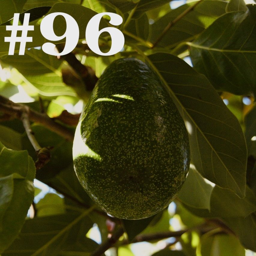 #96 - Avocado - vom Kern zur eigenen Ernte?