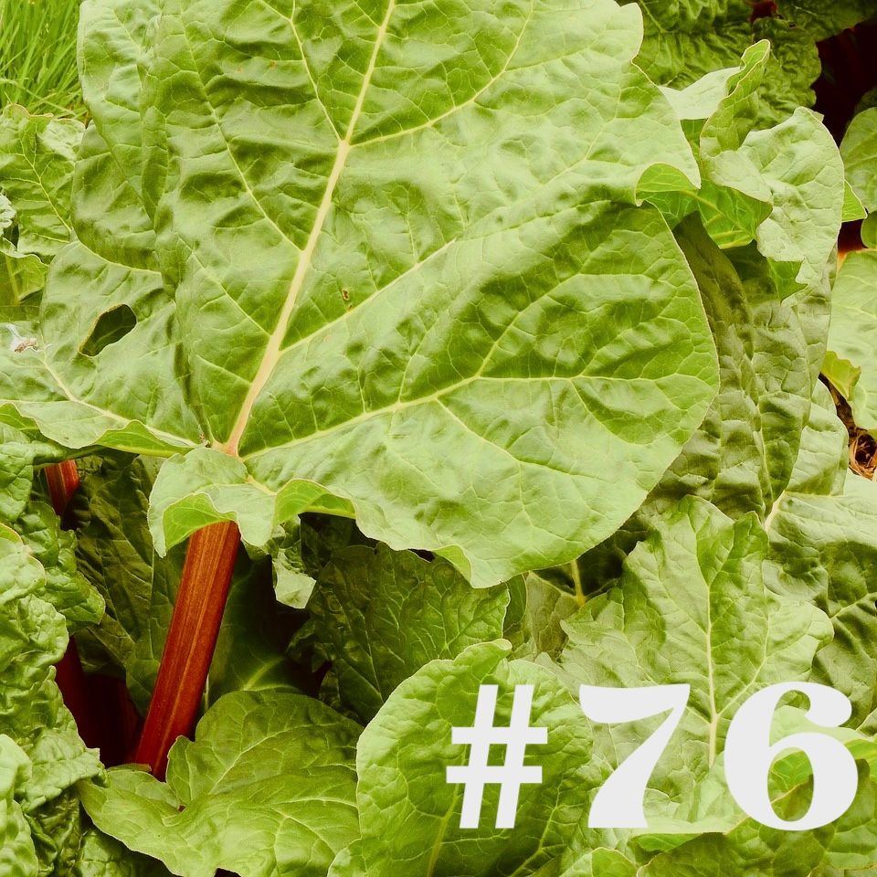 #76 - Rhabarber - der Barbar unter den Gemüsen