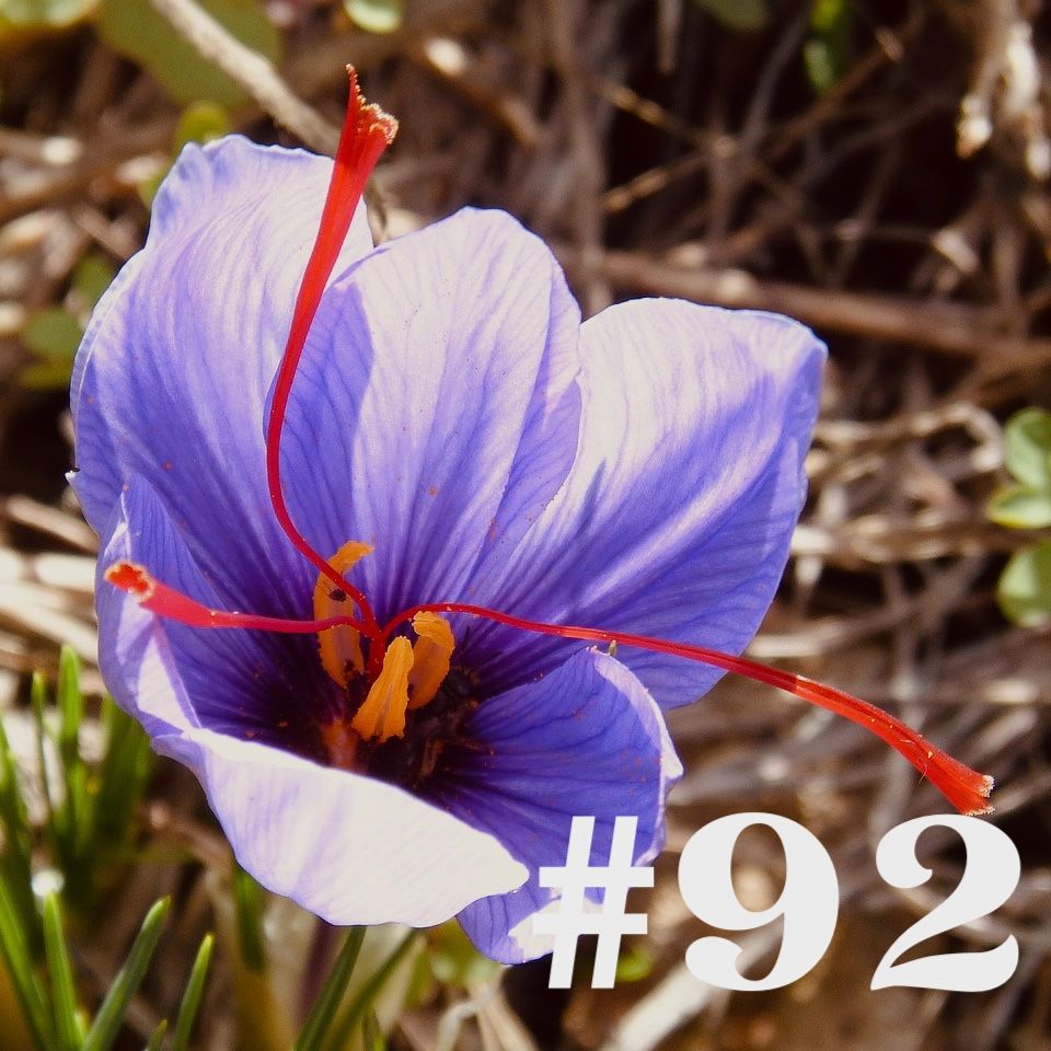 #92 - Safran - endlich reich durchs Gärtnern?