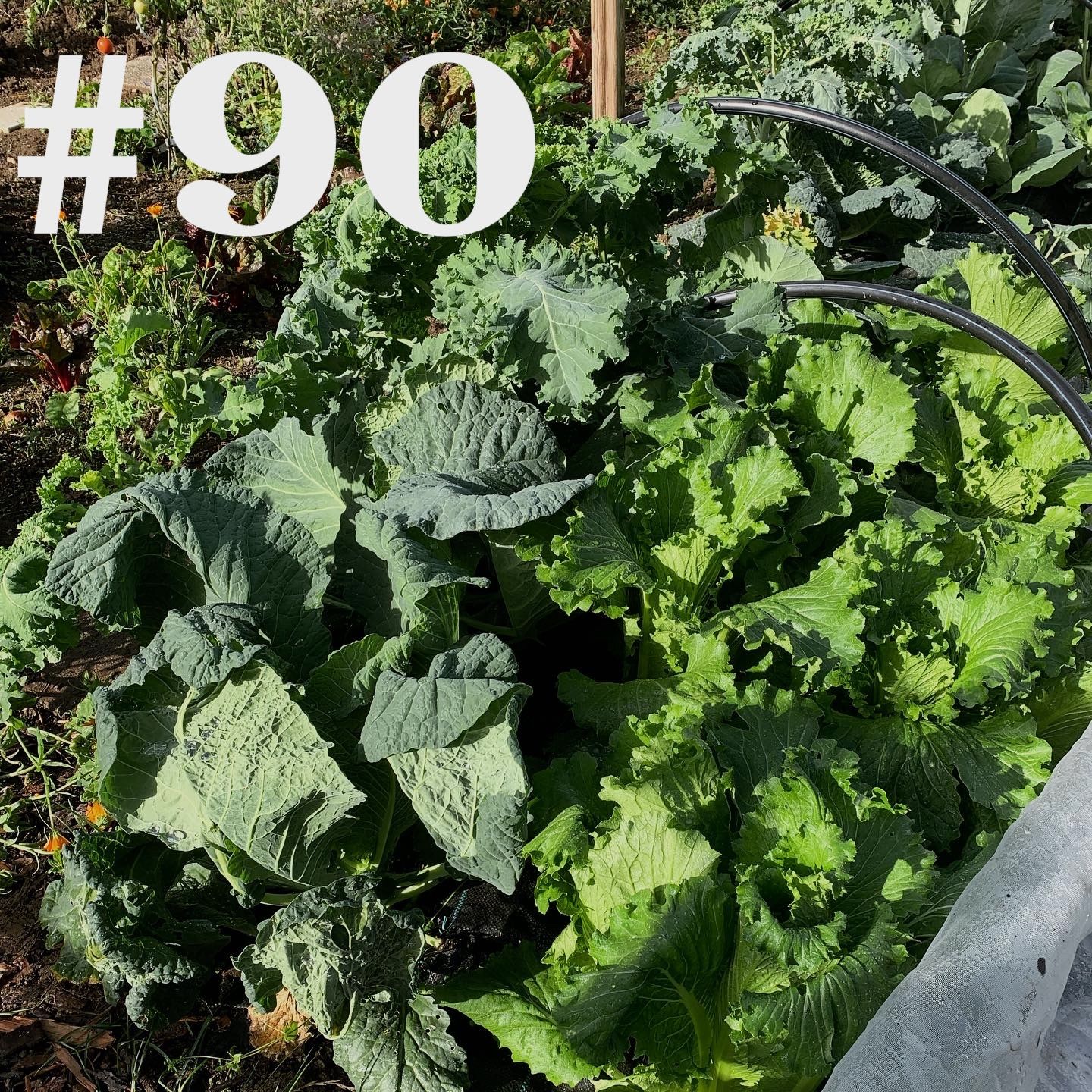 #90 - Gartenrundgang im Garten Ede