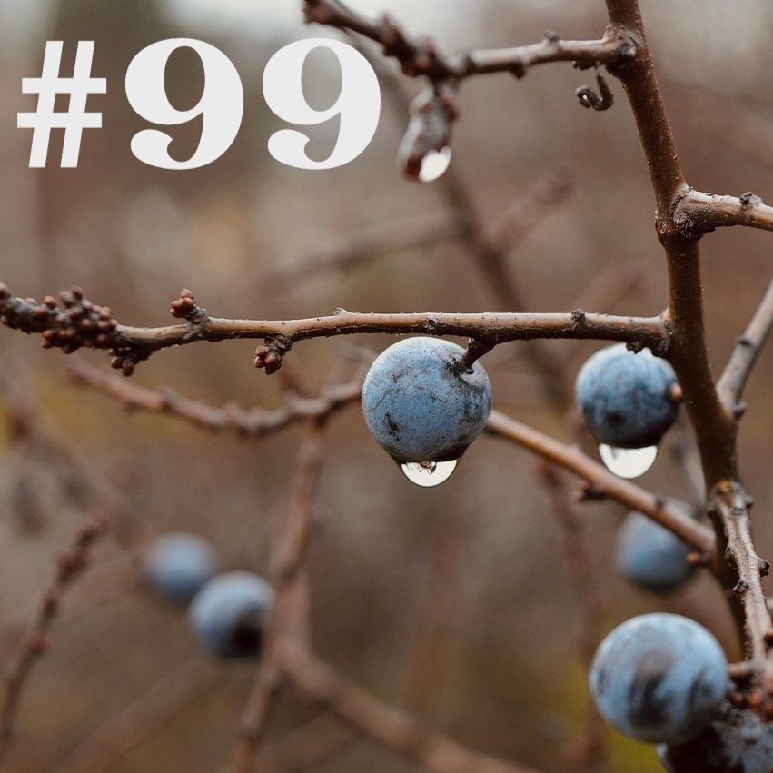 #99 - Schlehendorn - Heilsbringer für Mensch & Natur