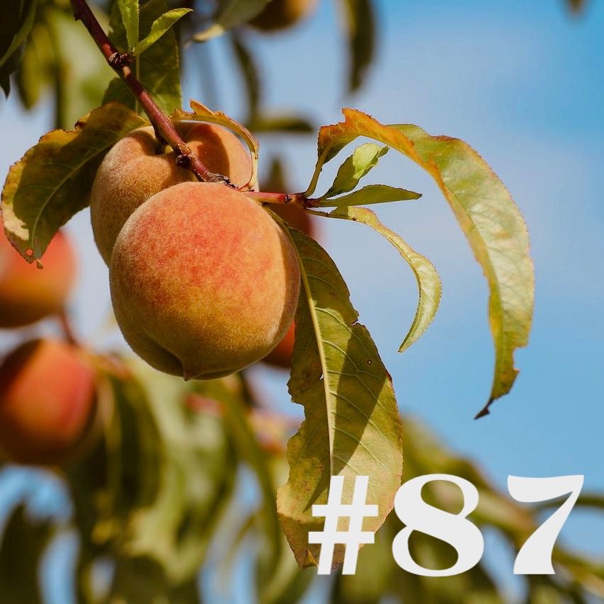 #87 - Pfirsich
