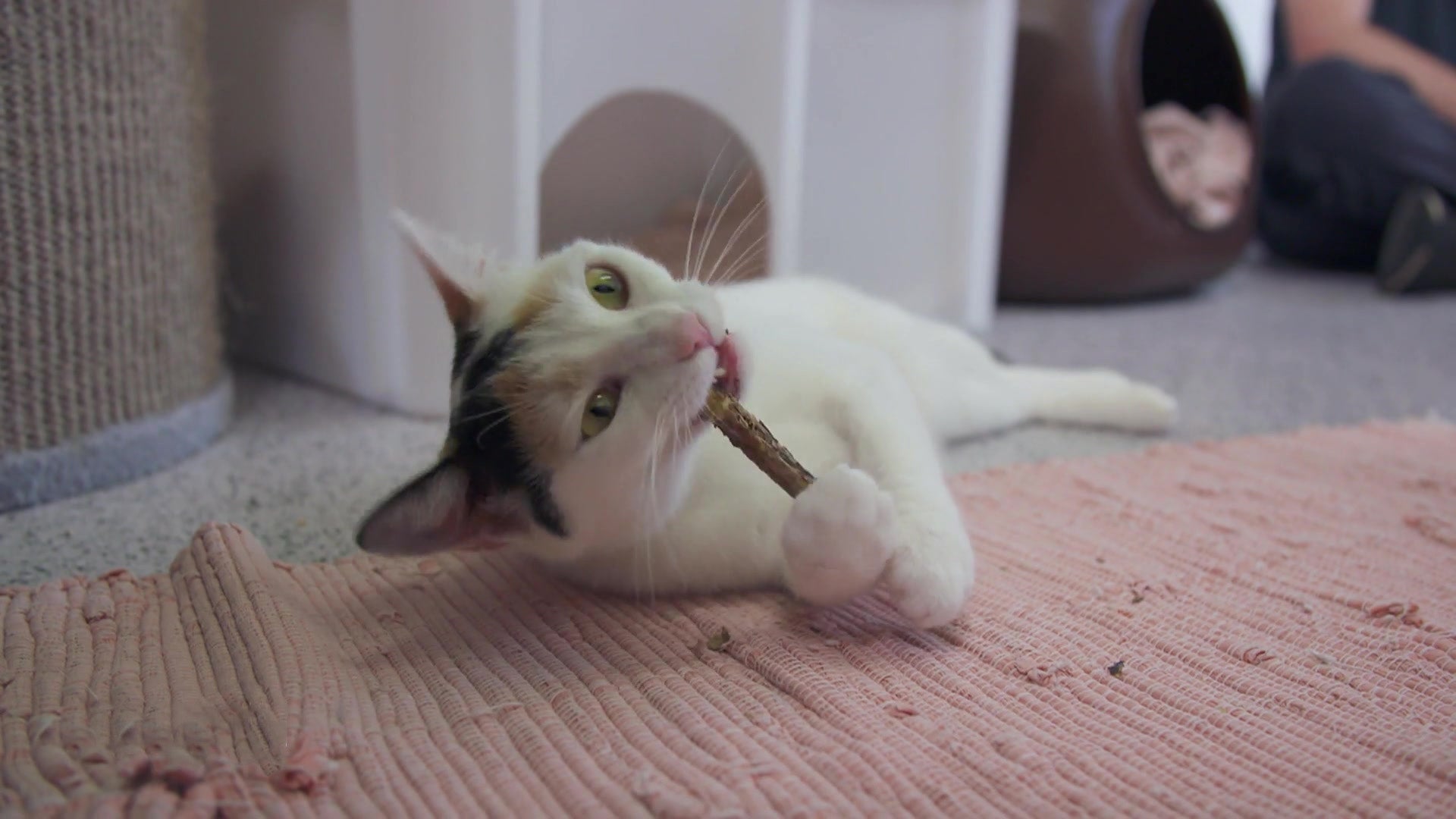 Müssen Katzen wirklich Zähne putzen?