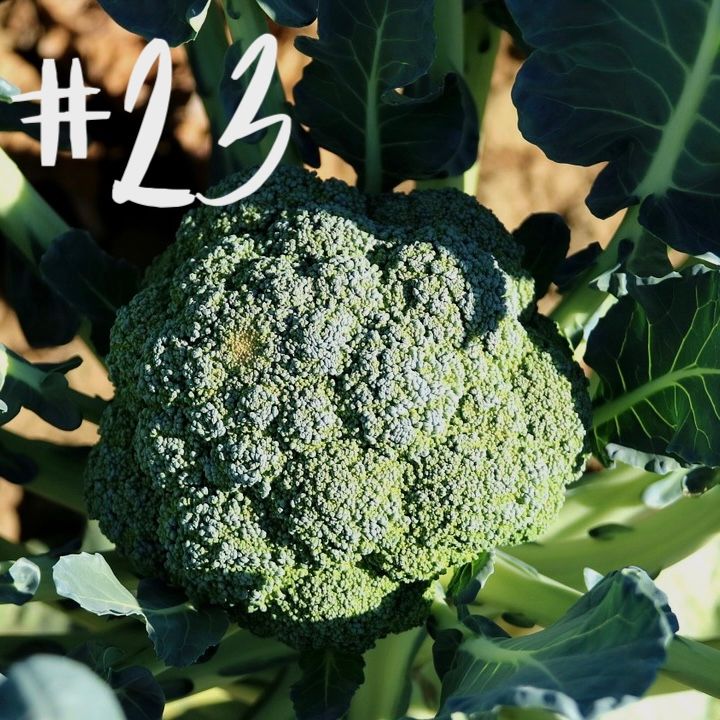 #23 - Brokkoli & Eberesche