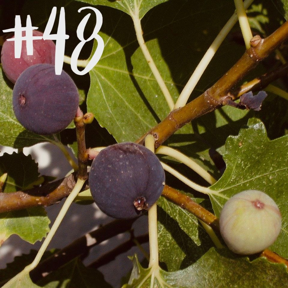 #48 - Kohlrübe & Feige