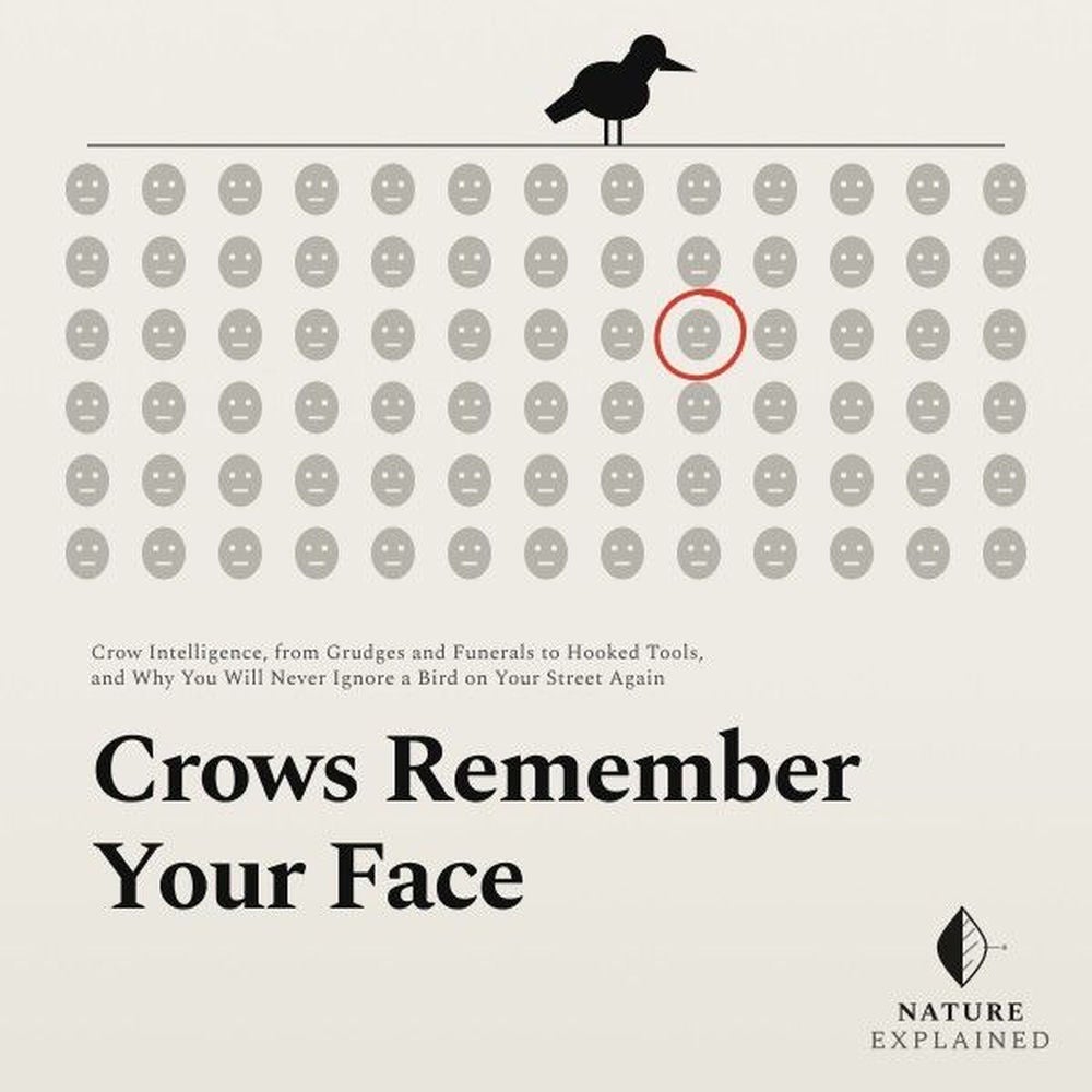 Crows Remember Your Face