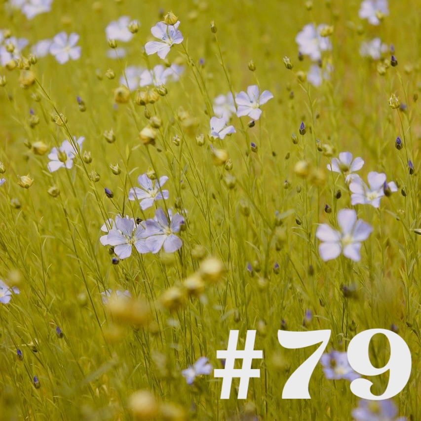 #79 - Lein/Flachs - Nahrung & Kleidung
