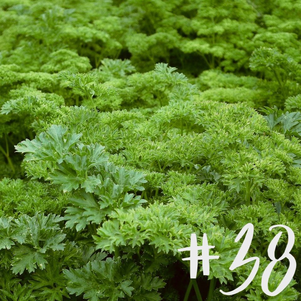 #38 - Petersilie & Rucola