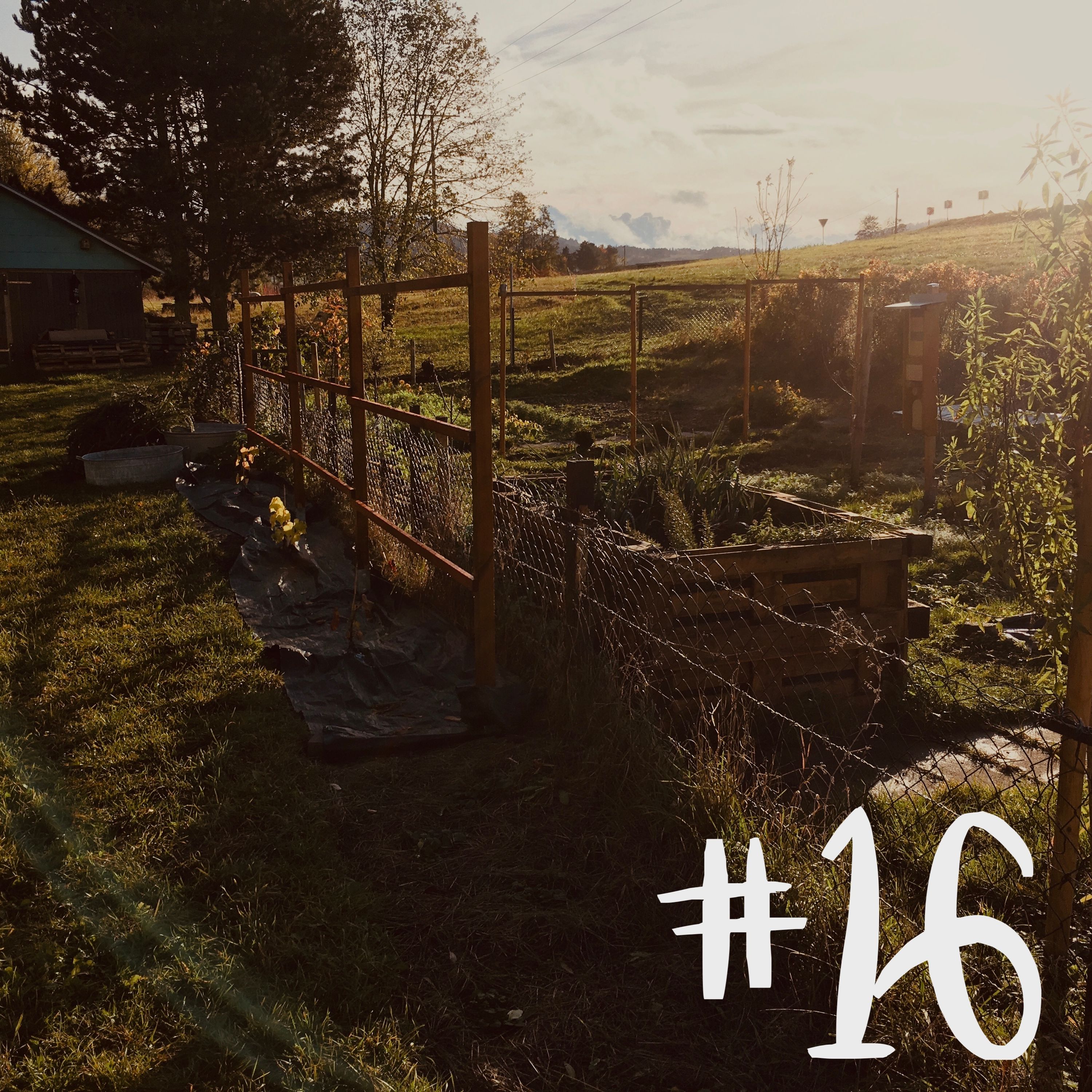 #16 - Topinambur & Mangold
