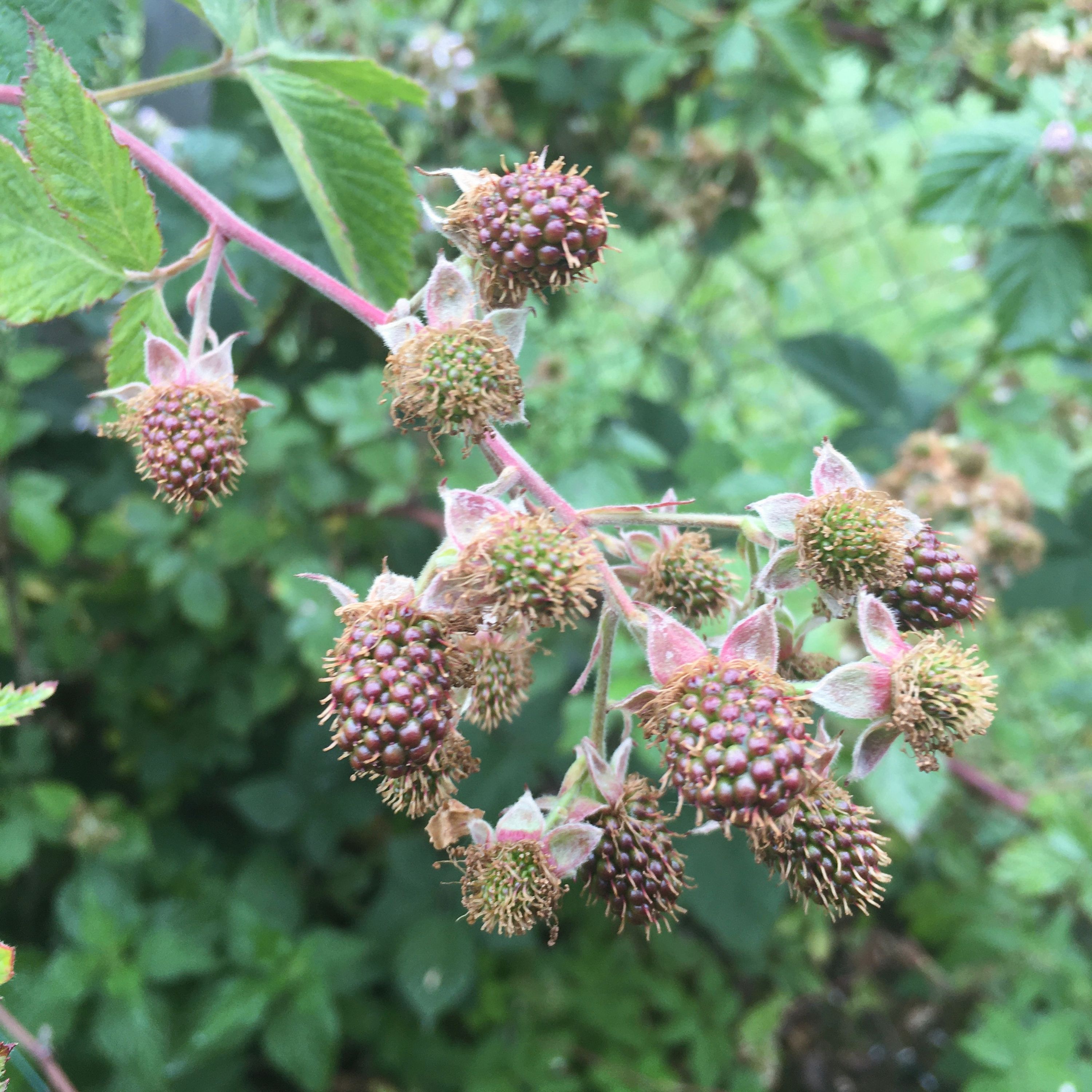 #8 - Brombeere & Ringelblume