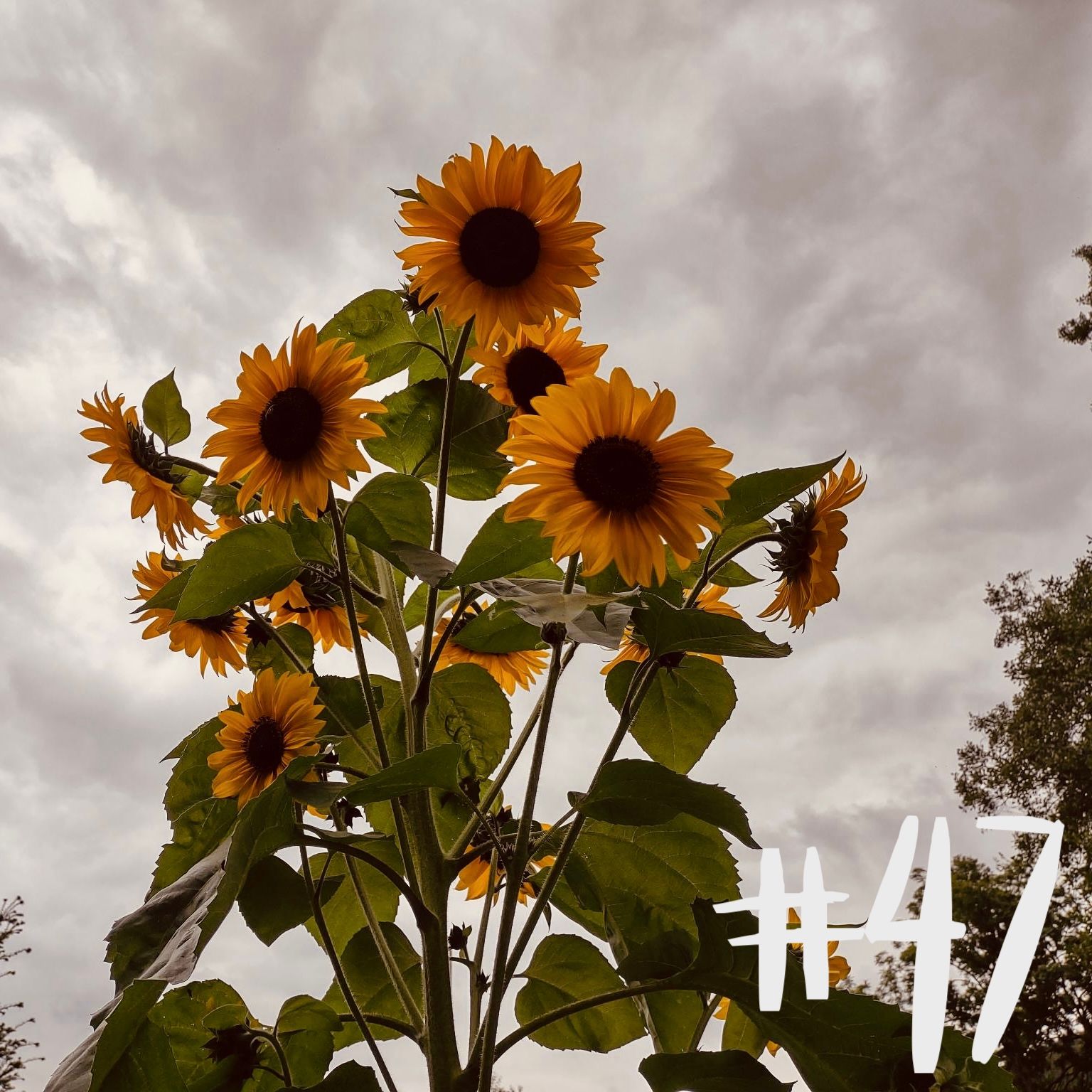 #47 Stachelbeere & Sonnenblume