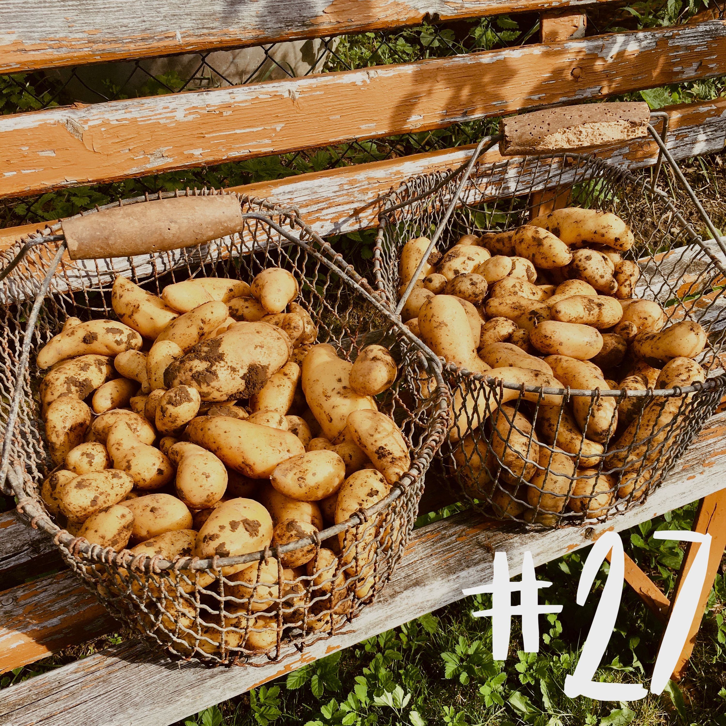 #27 - Thema der Stunde: Kartoffelanbau - Beetformen & Vorkeimen