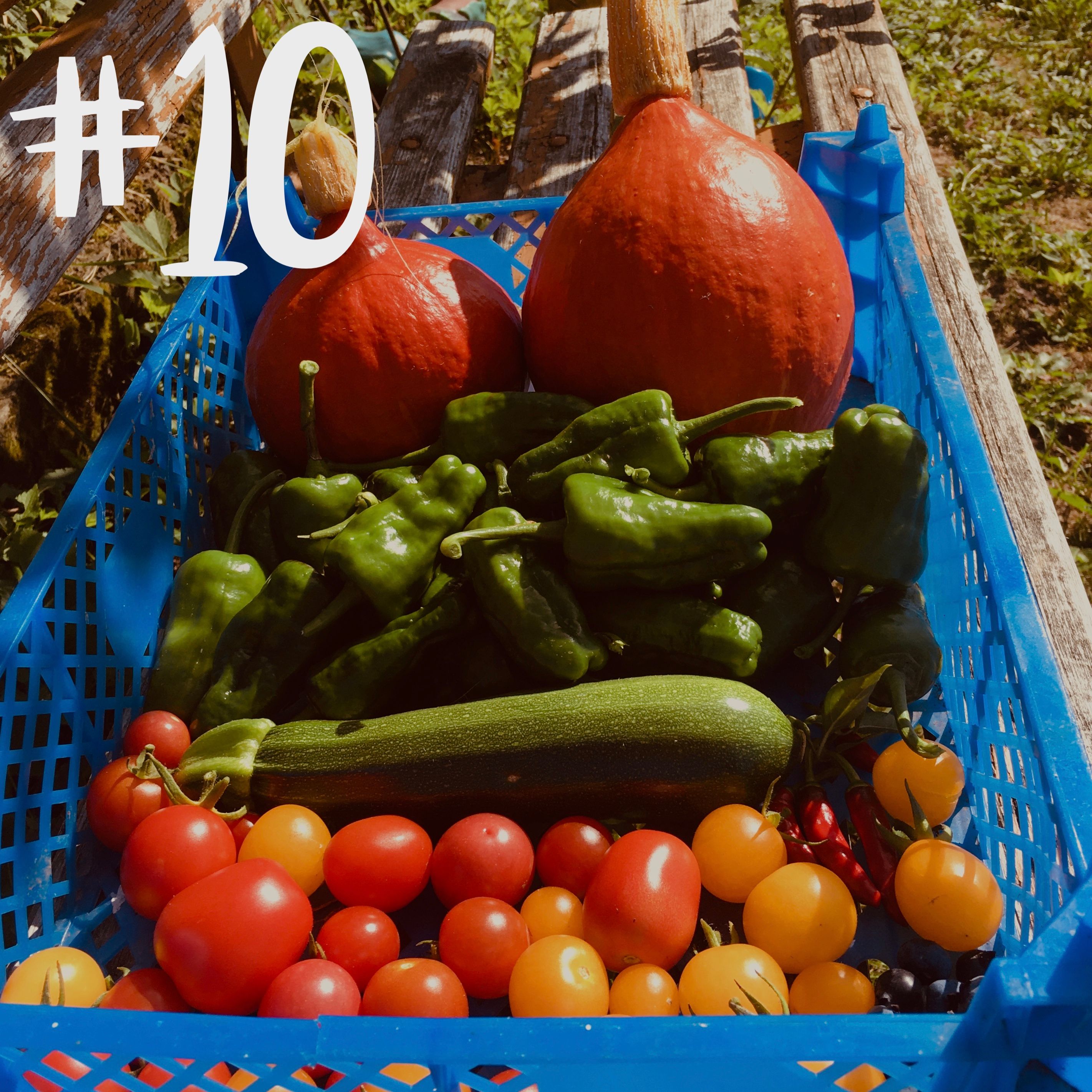 #10 - Blaubeere & Kürbis