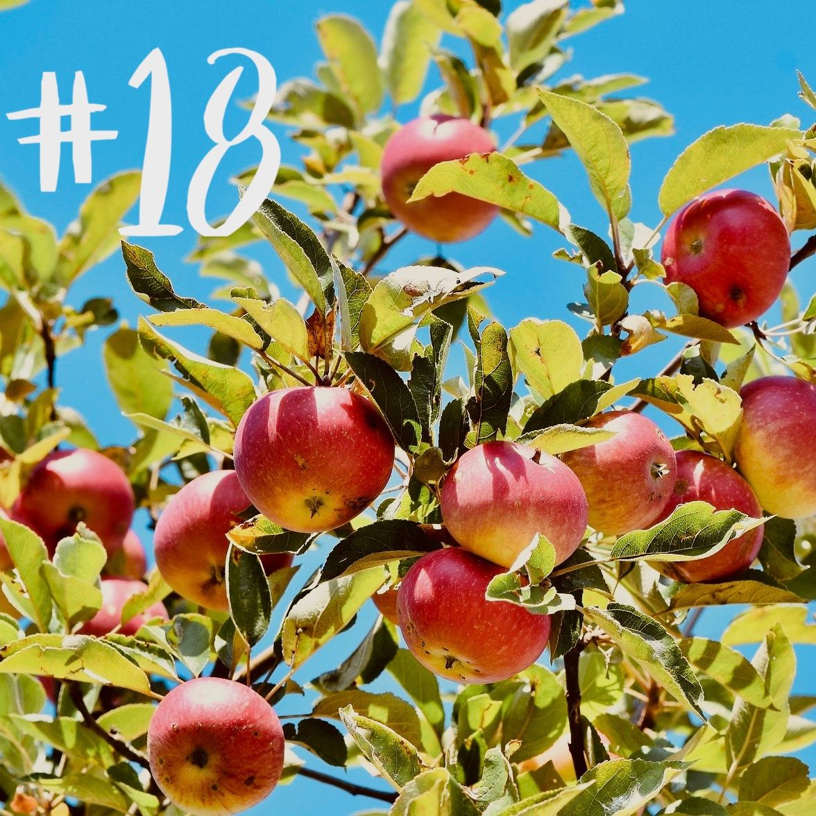 #18 - Streuobstwiese & Rhöner Apfelinitiative (mit Antje Schwanke)