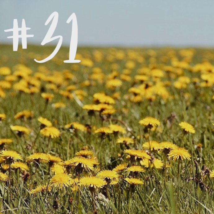 #31 - Thema der Stunde: Unkraut, Beikraut & Kulturpflanzenbegleiter