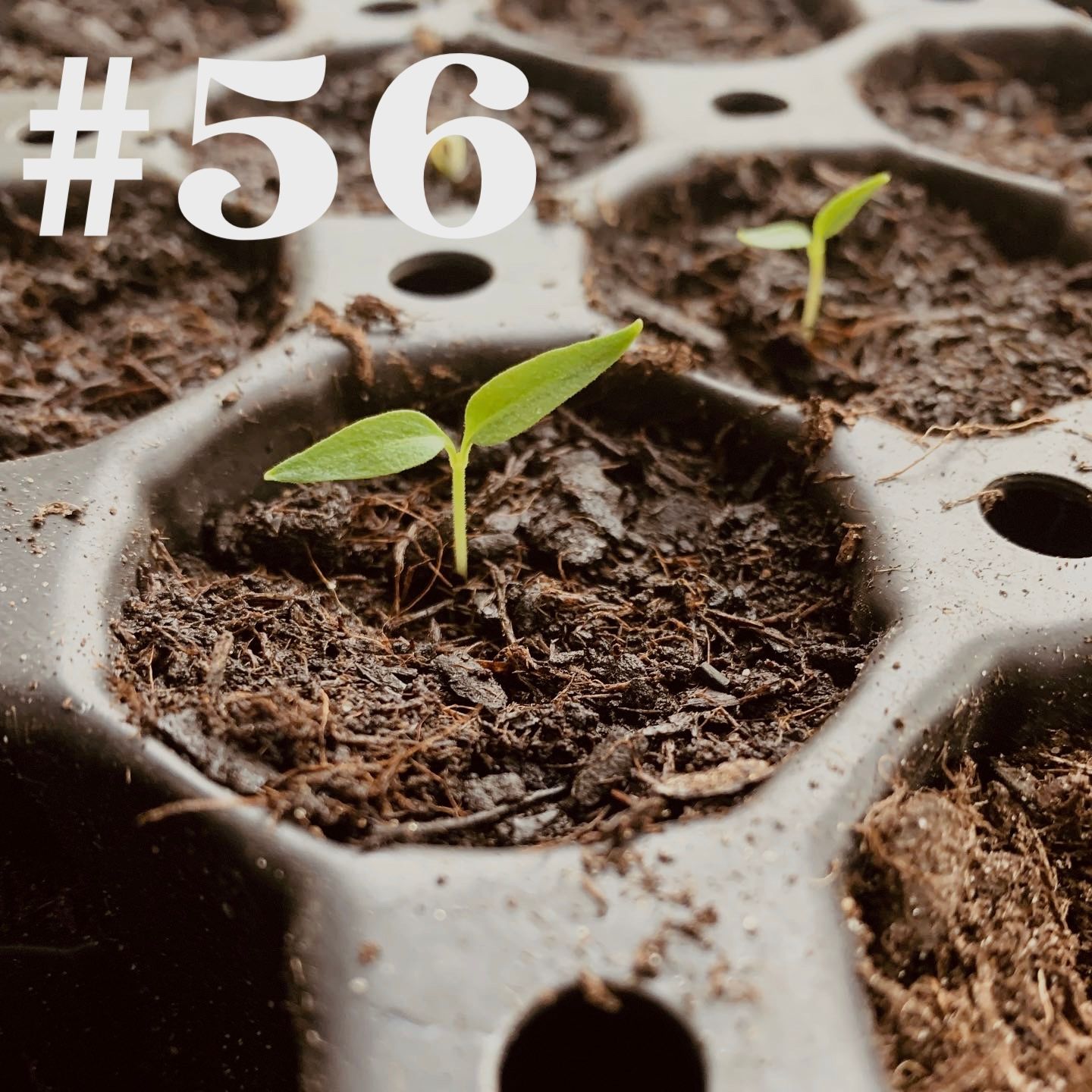 #56 - Anzucht - Die Basics
