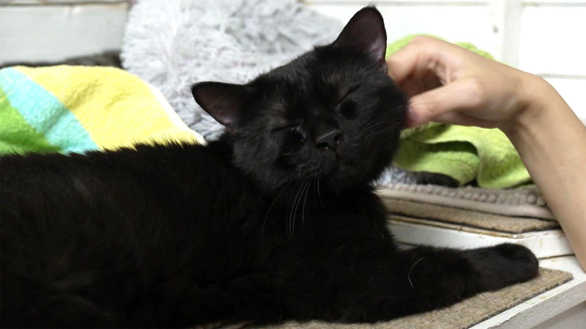 Ein Gnadenhof für Katzen
