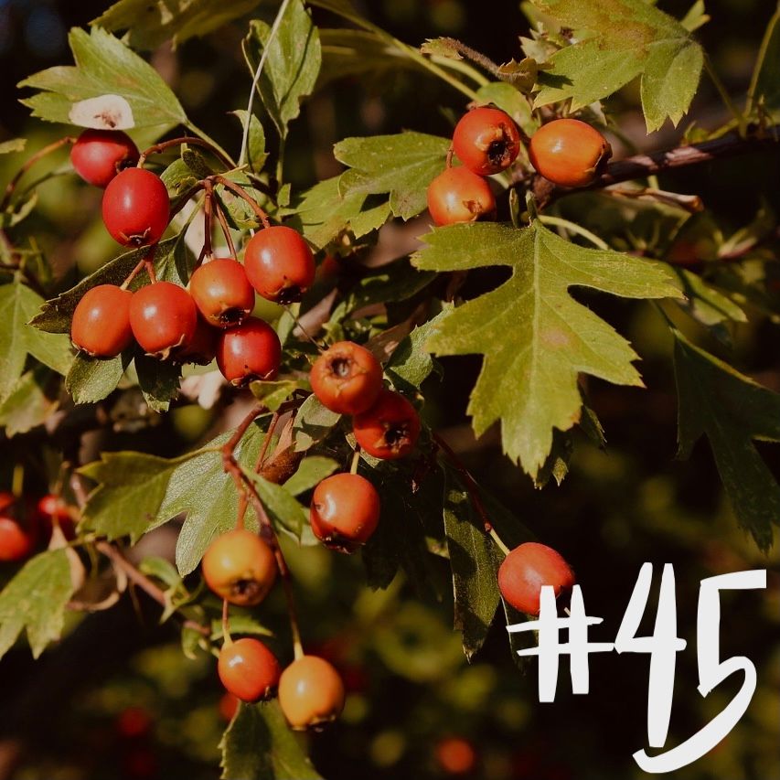 #45 - Cranberry & Rettich