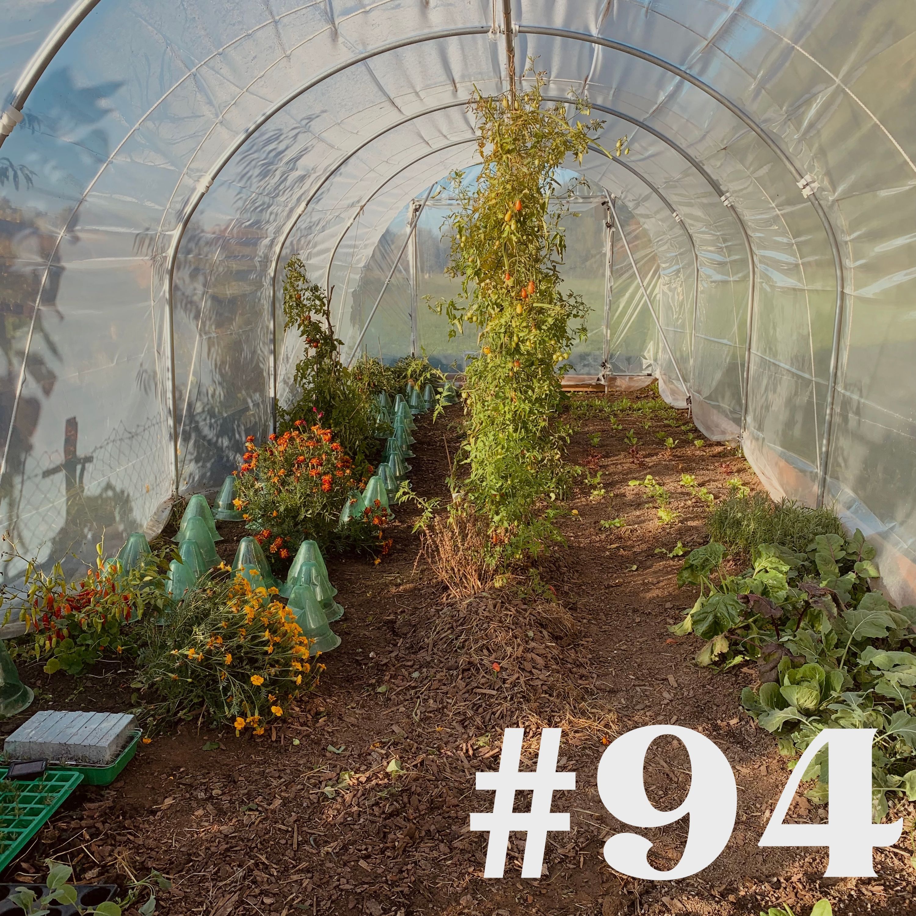 #94 - Heidelbeeren pflanzen & Tomaten nachreifen