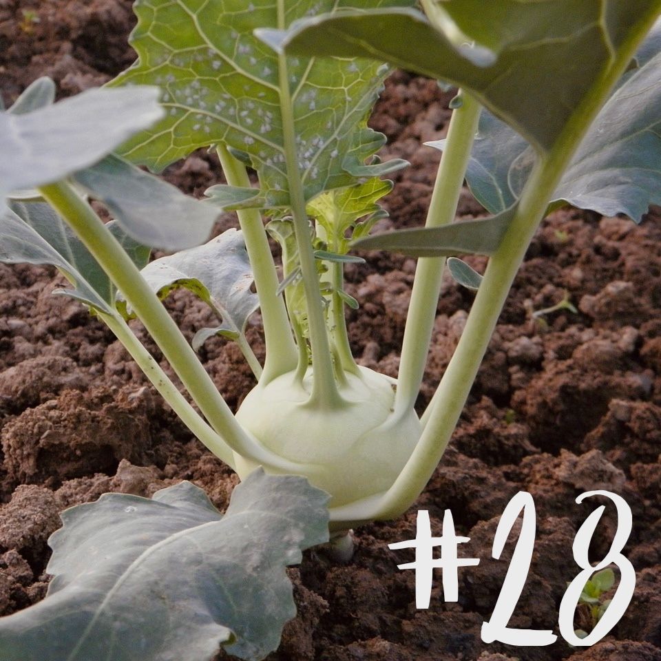 #28 - Gurke & Kohlrabi