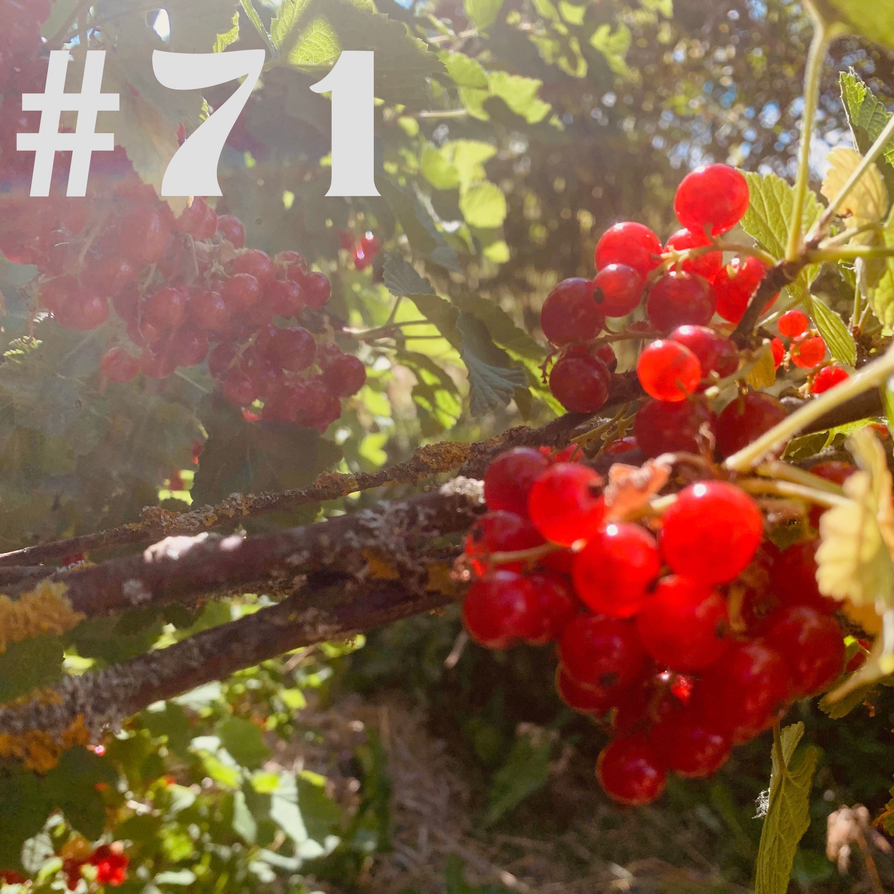 #71 - Pflanze der Stunde - Johannisbeere